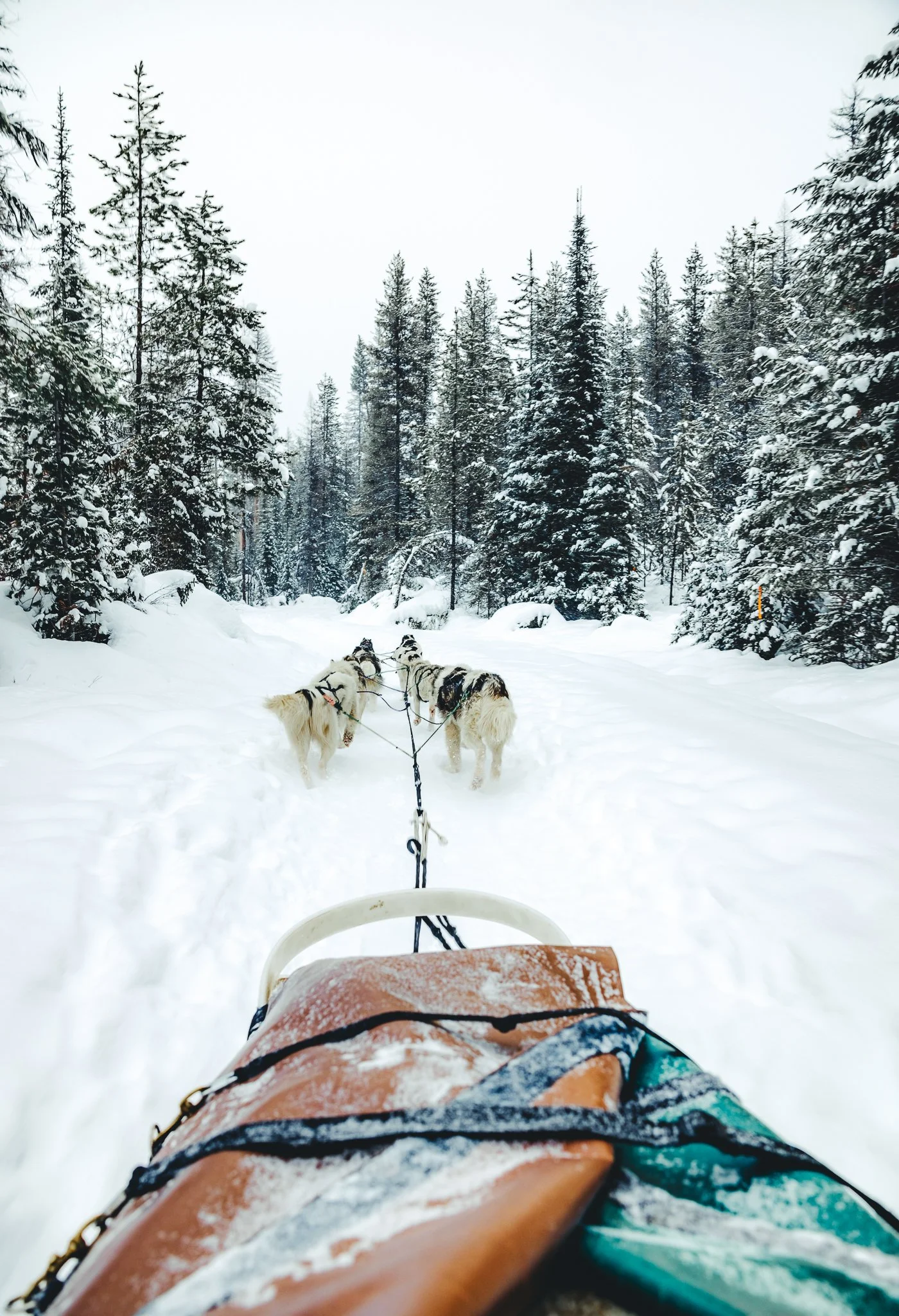 Dog Sledding through the forest
