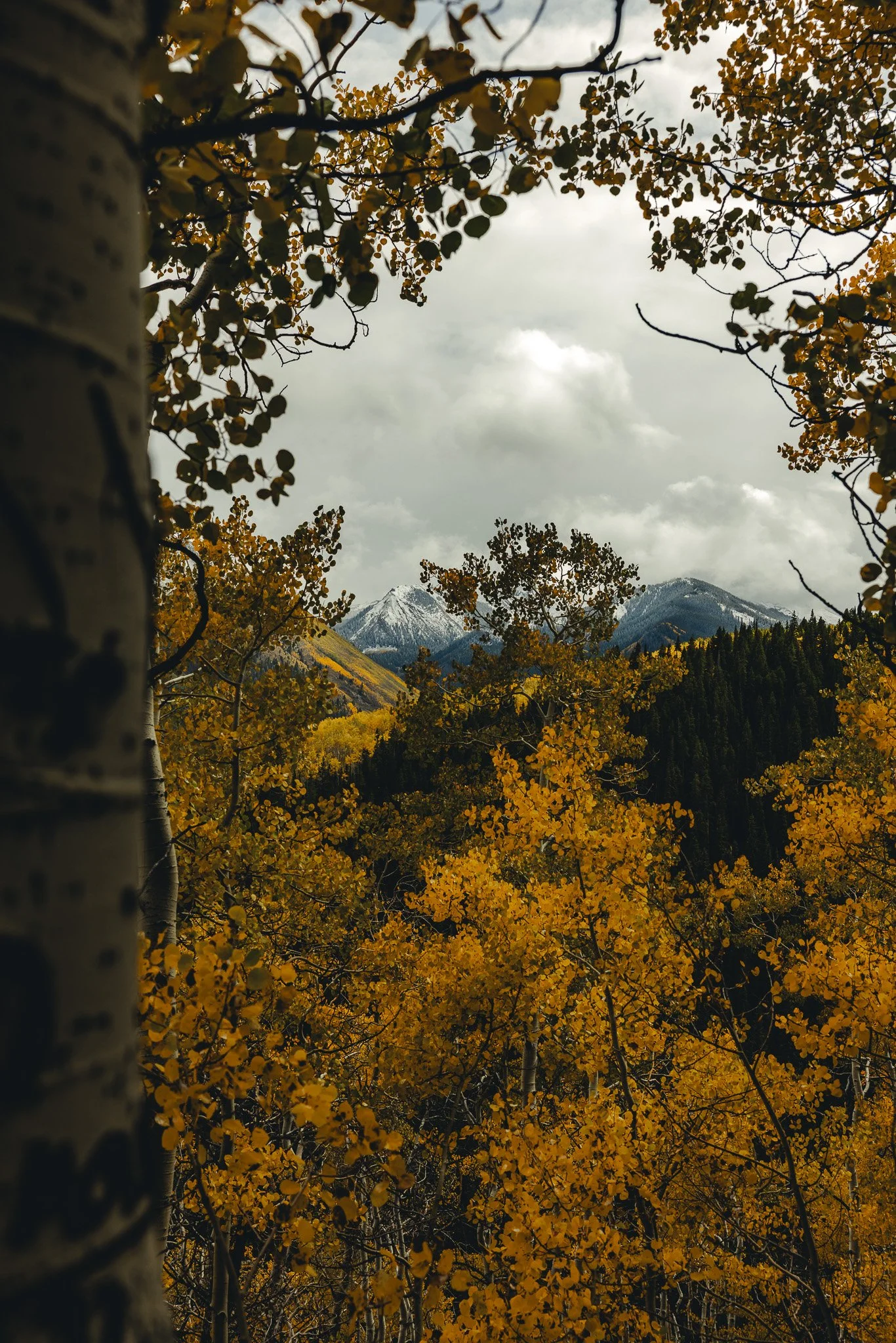 fall colors and snow capped mountains