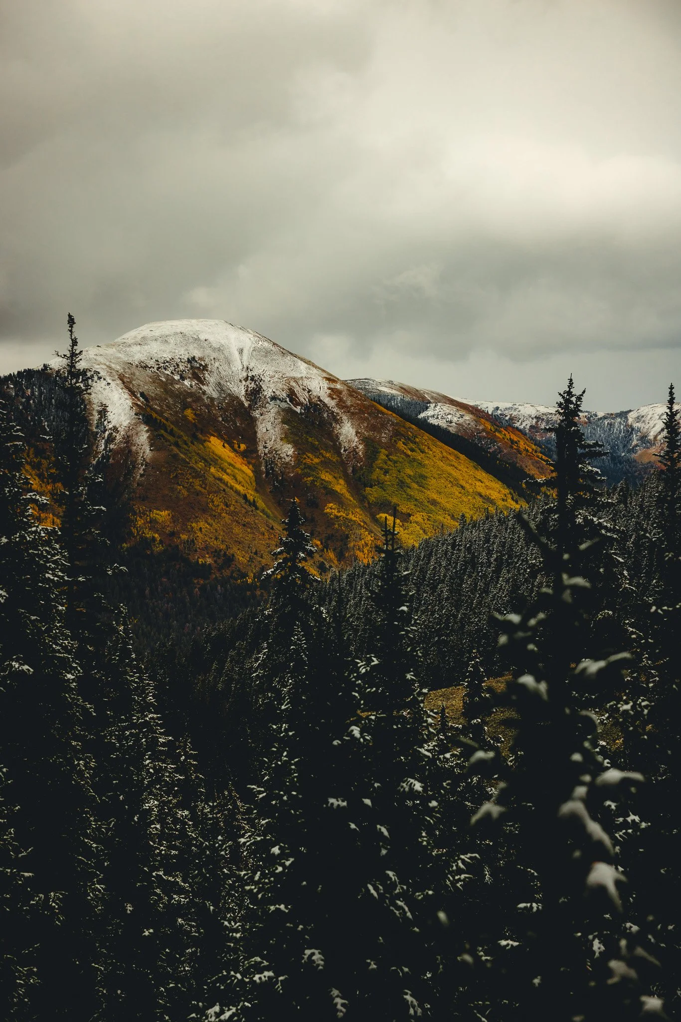 A mountainside covered in Gold and Yellow in Aspen Colorado