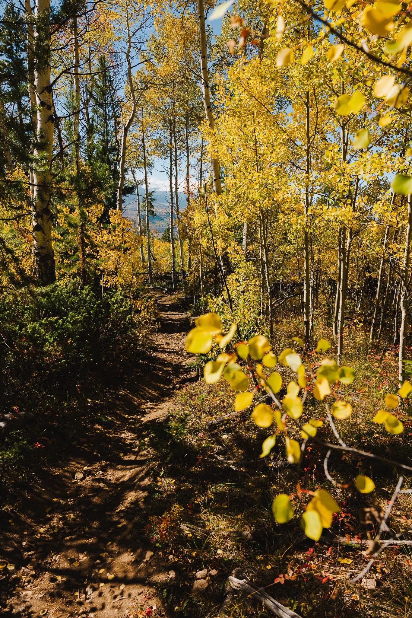 fall colors on the last part of the hike