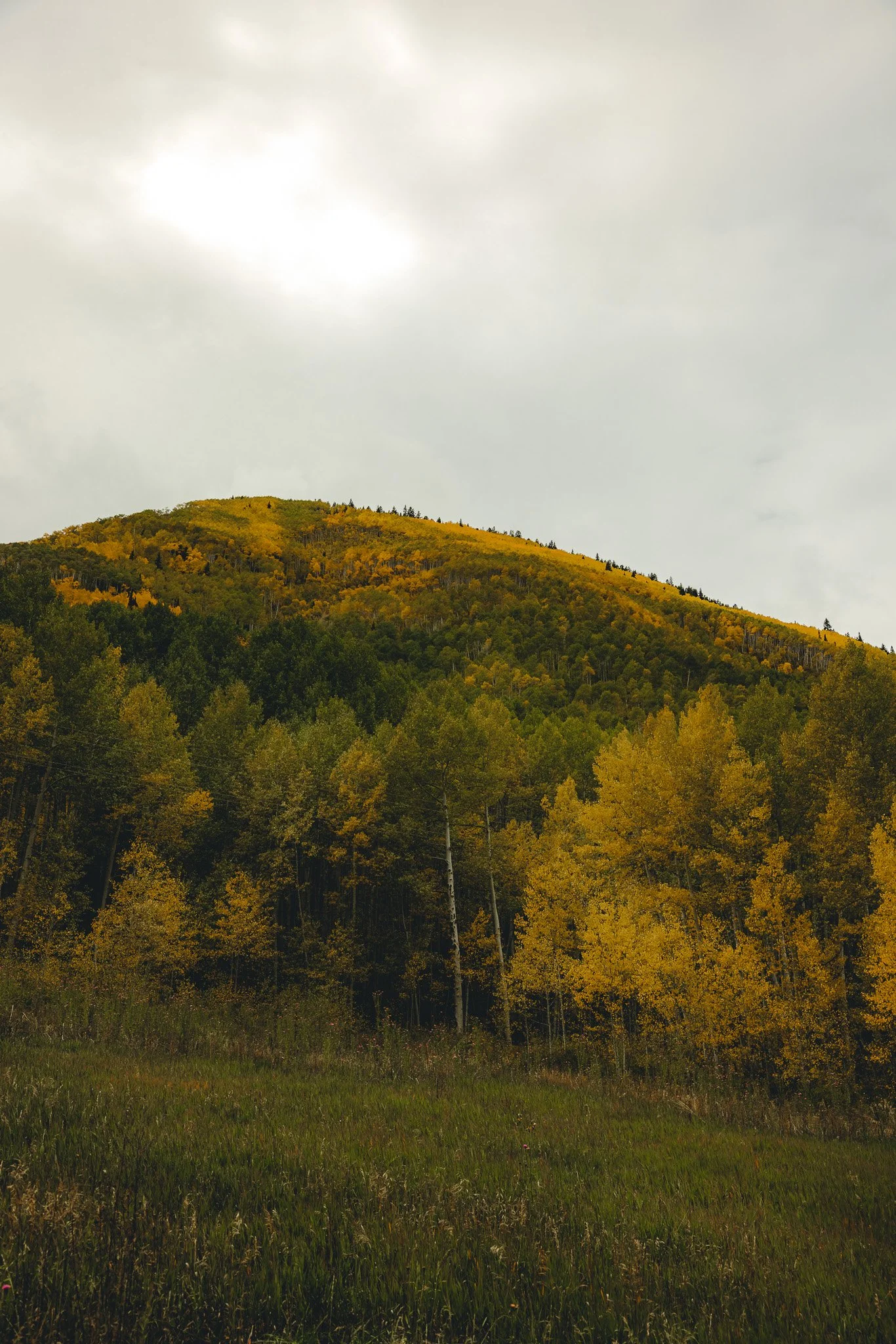 Aspen Colorado gold and green hillside