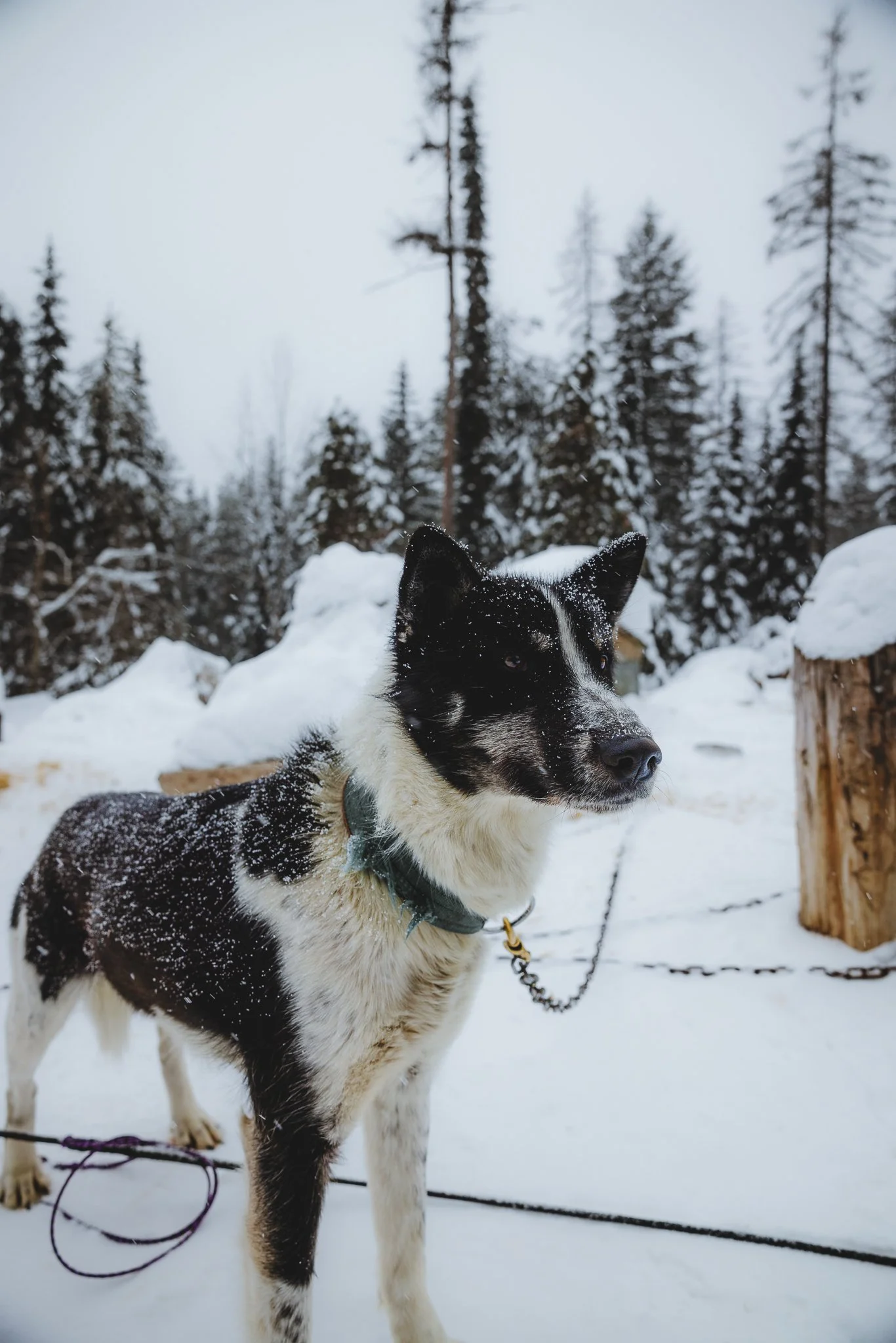 A curious dog looking off in the distance