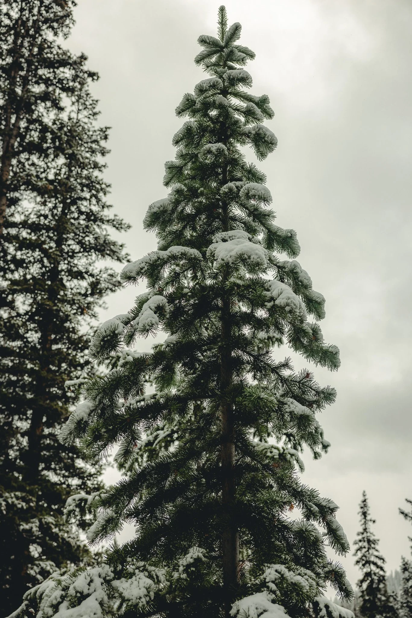 Snow on a pine tree