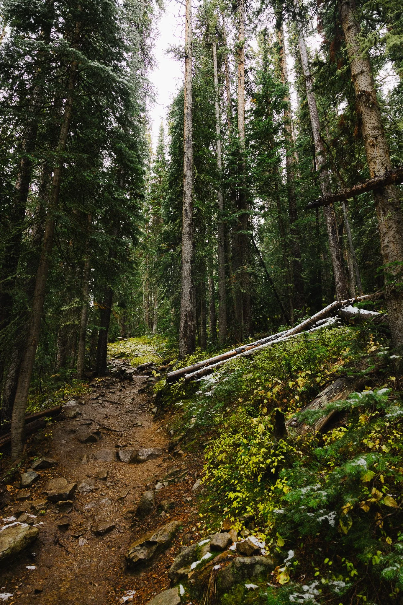 A peaceful forest after some fresh snow