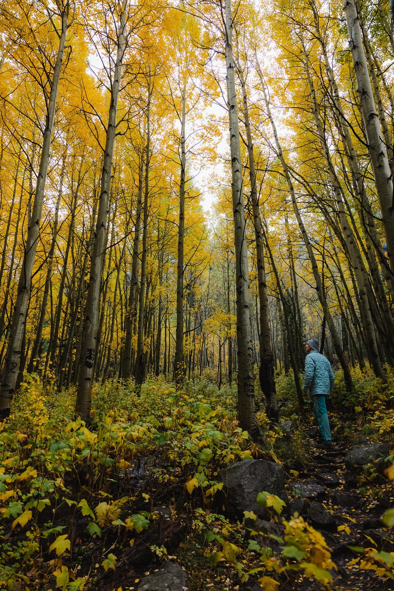 Hiking through beautiful Aspens on a fall day in Colorado