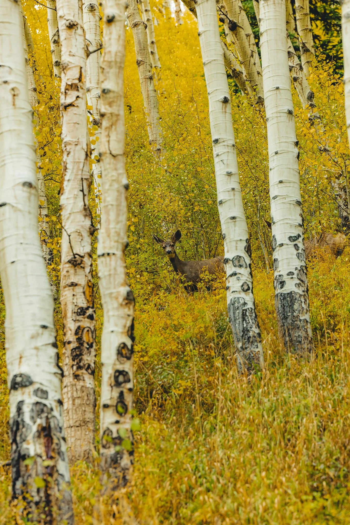A couple mule deer hidden in the fall colors