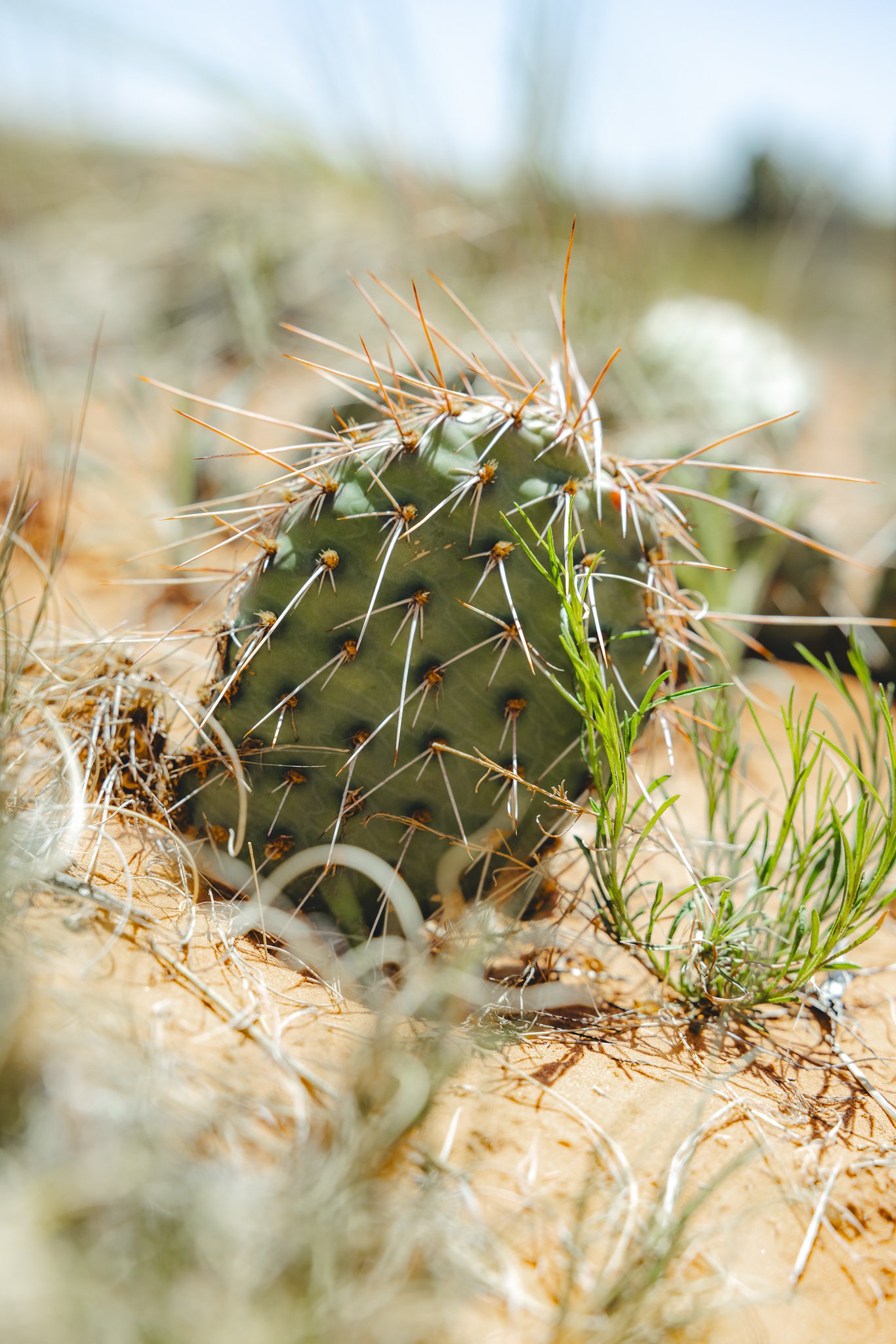 A small cactus