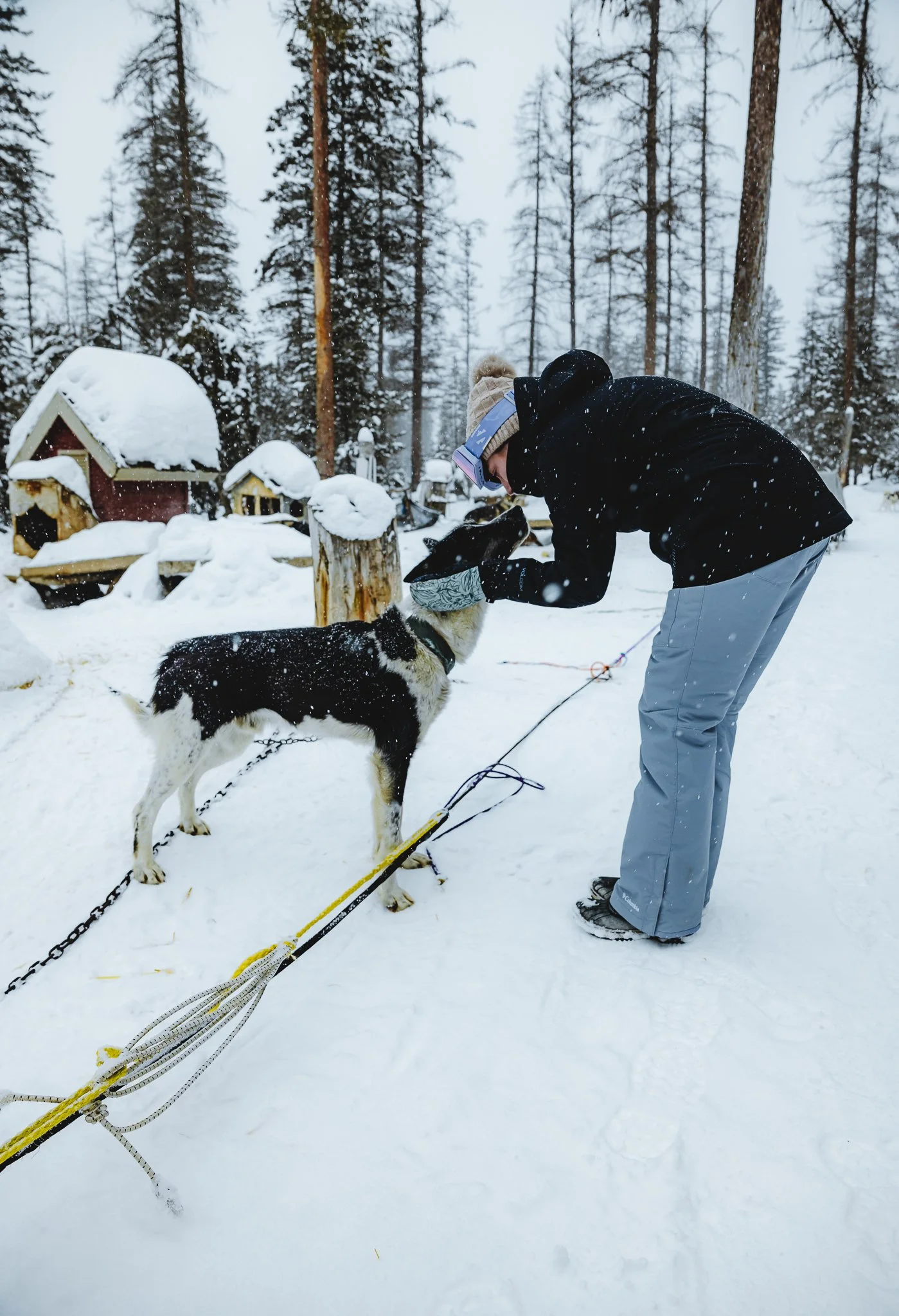Getting up close and personal with the husky pups