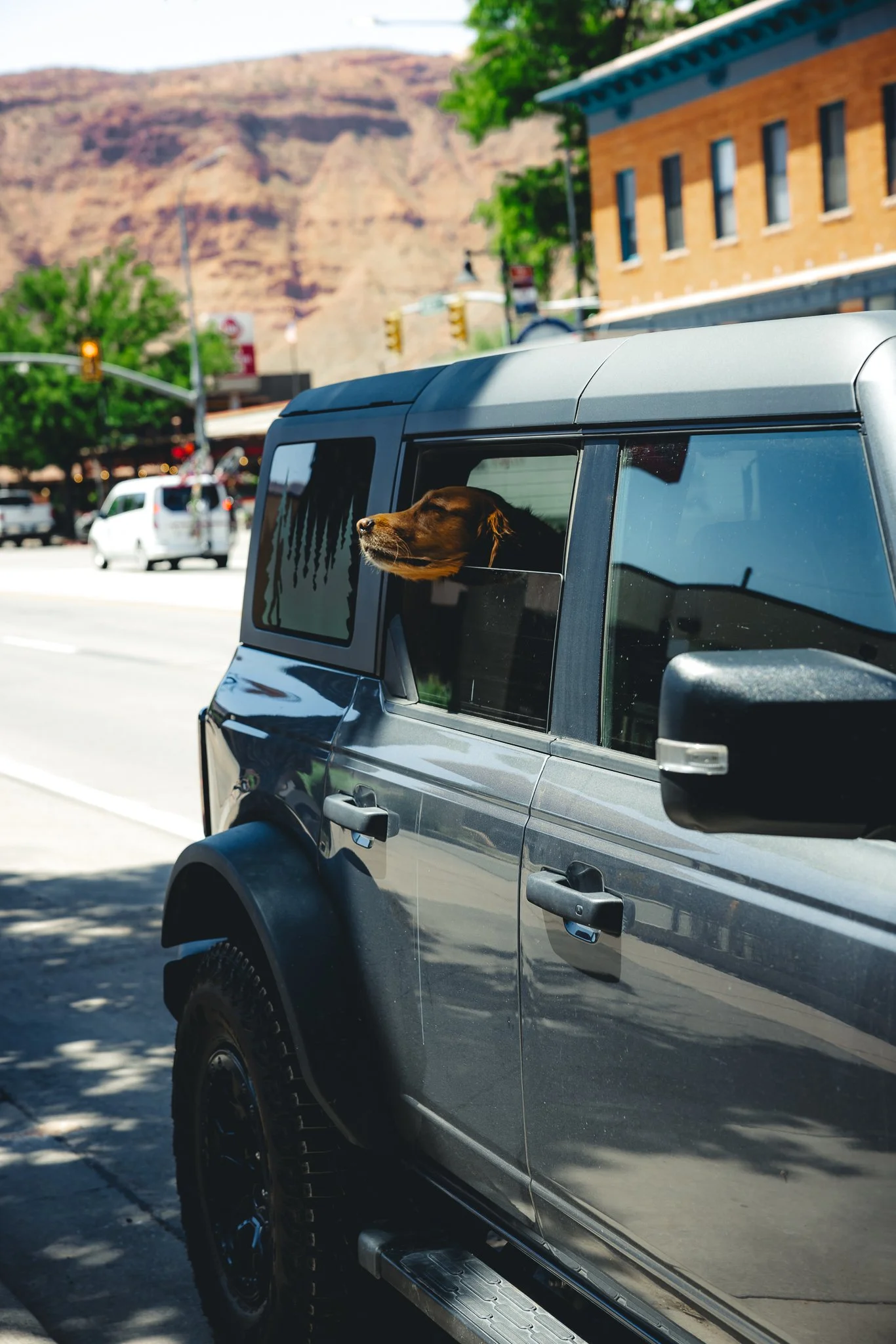 Golden Retriever sticking their head out a car window