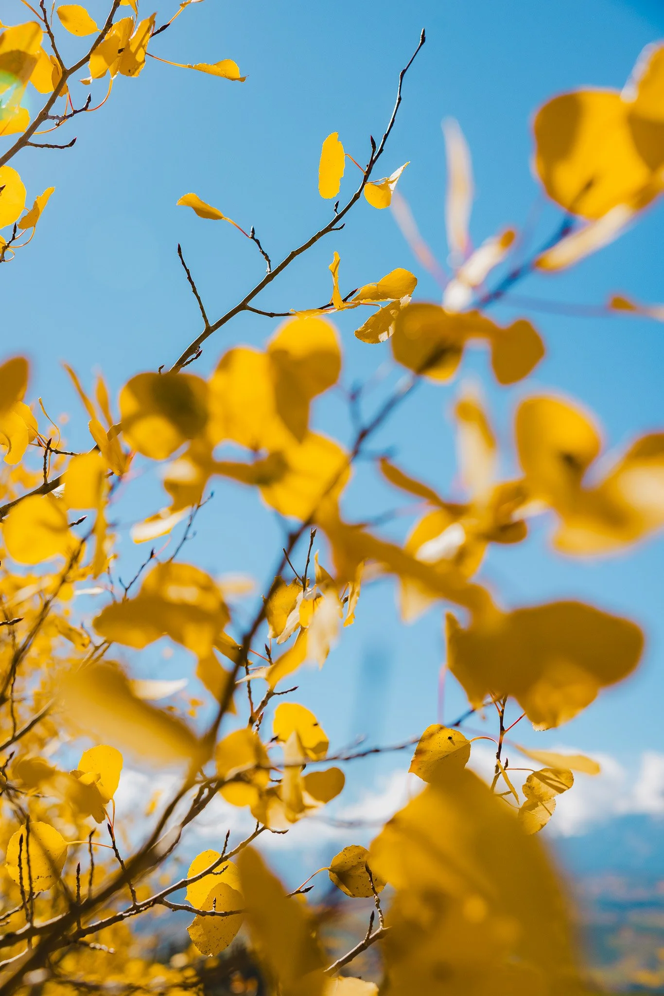 fall colors