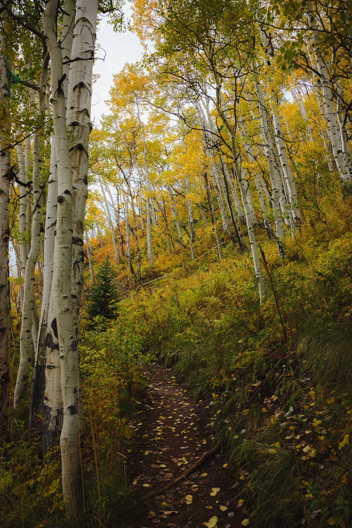 A sea of Aspen trees