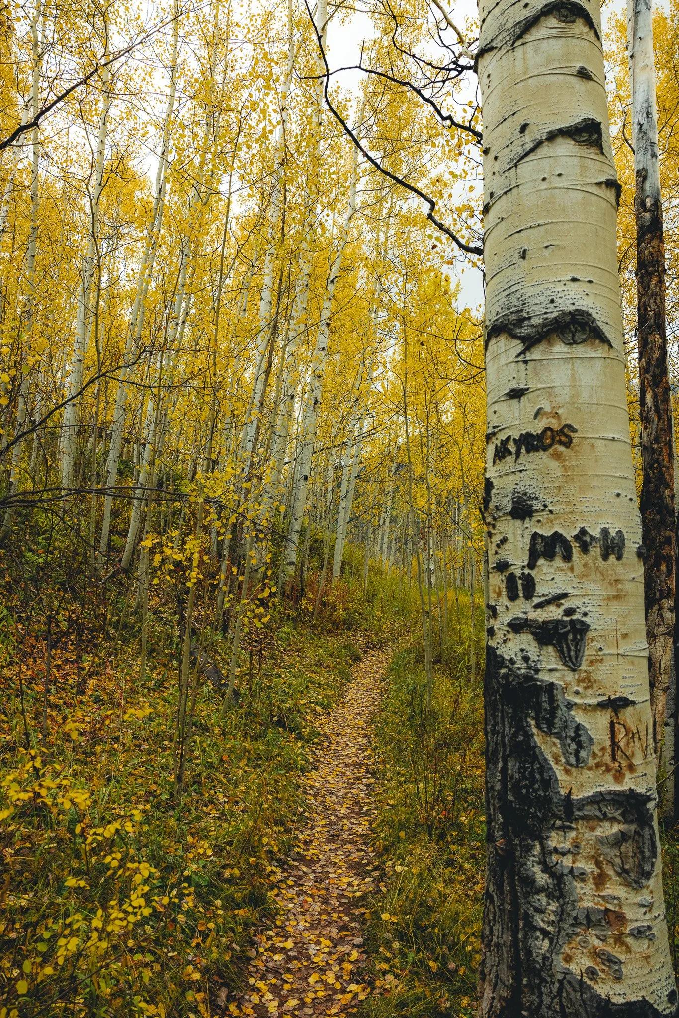 The start of the trail with beautiful yellow leave colors