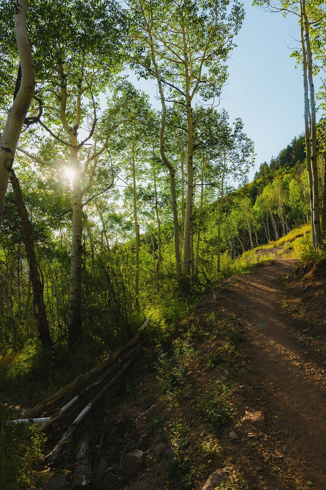 Aspen Trees