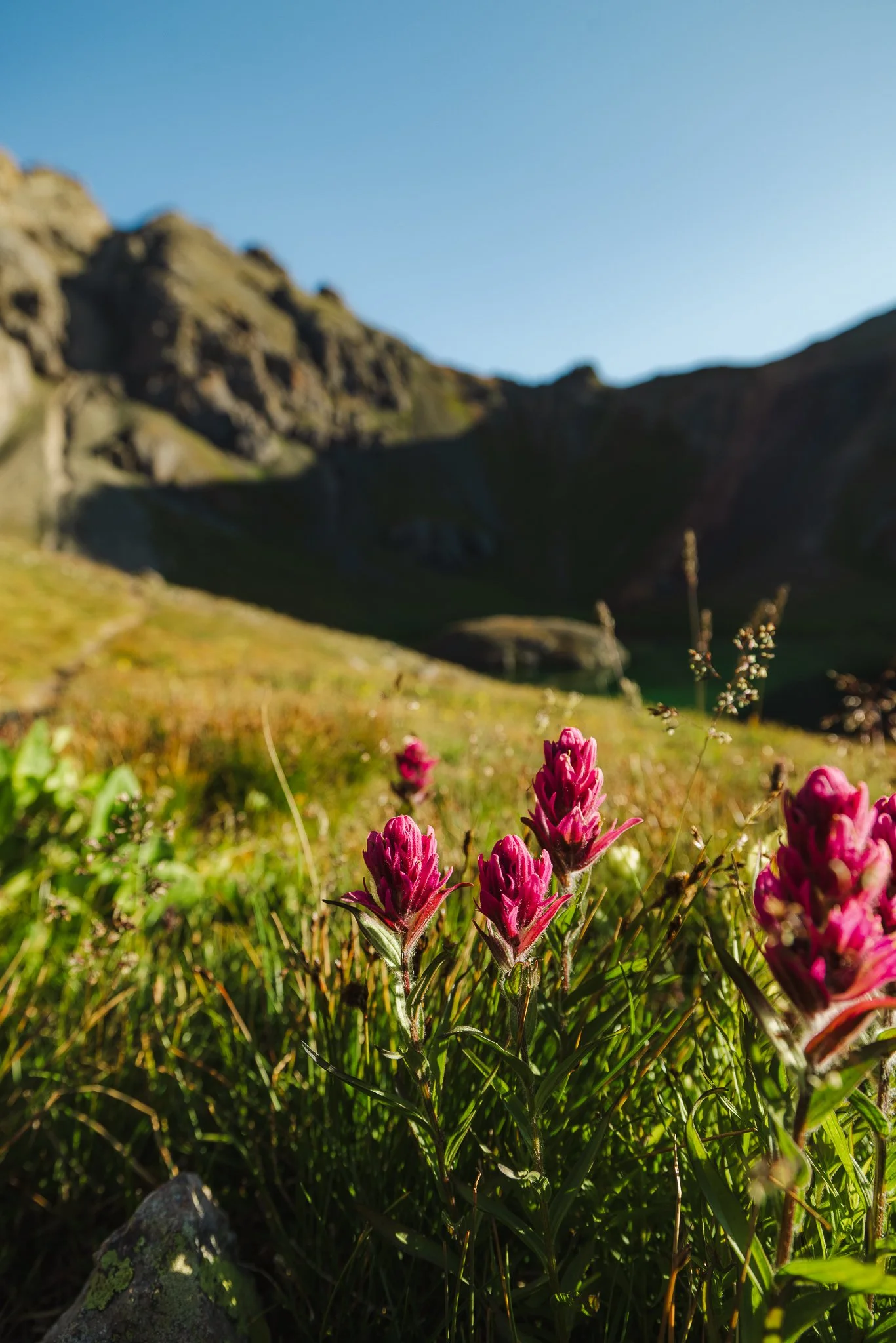 mountain flowers