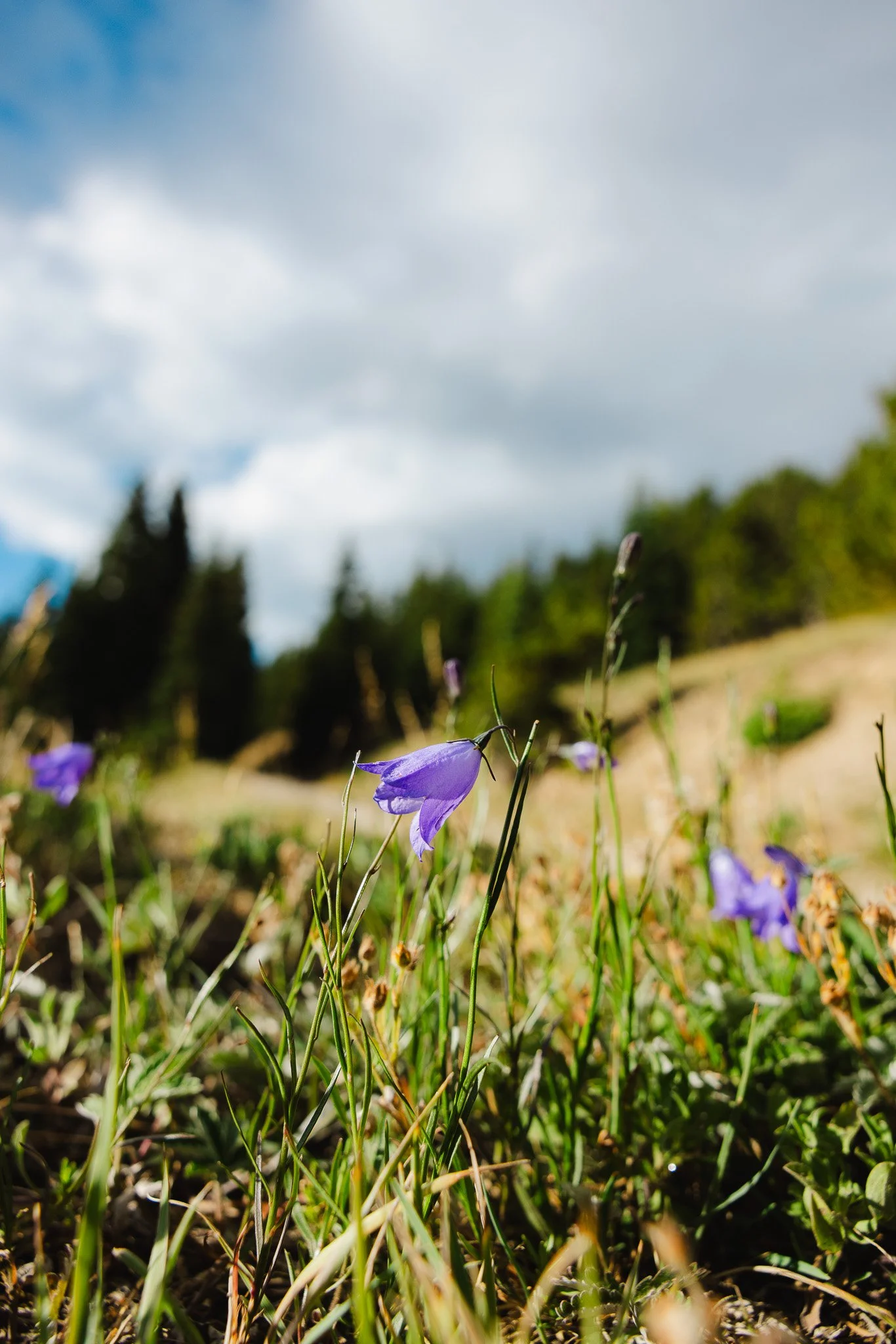 Purple wildflowers
