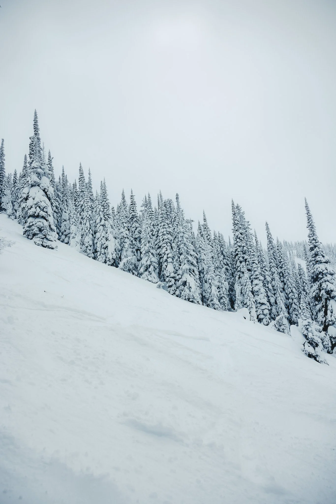 lots of snow covered trees on the mountain