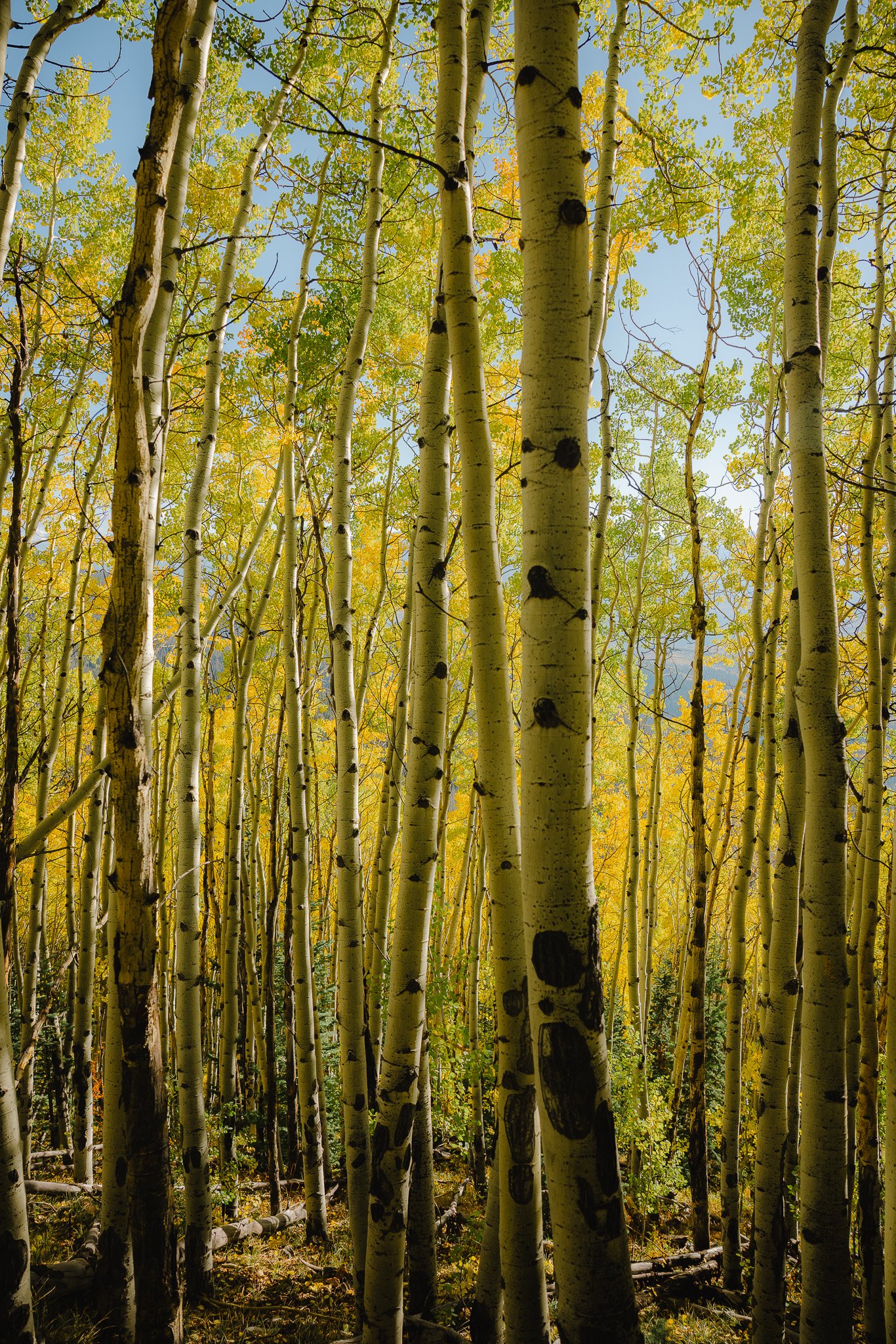 beautiful aspen trees on the trail