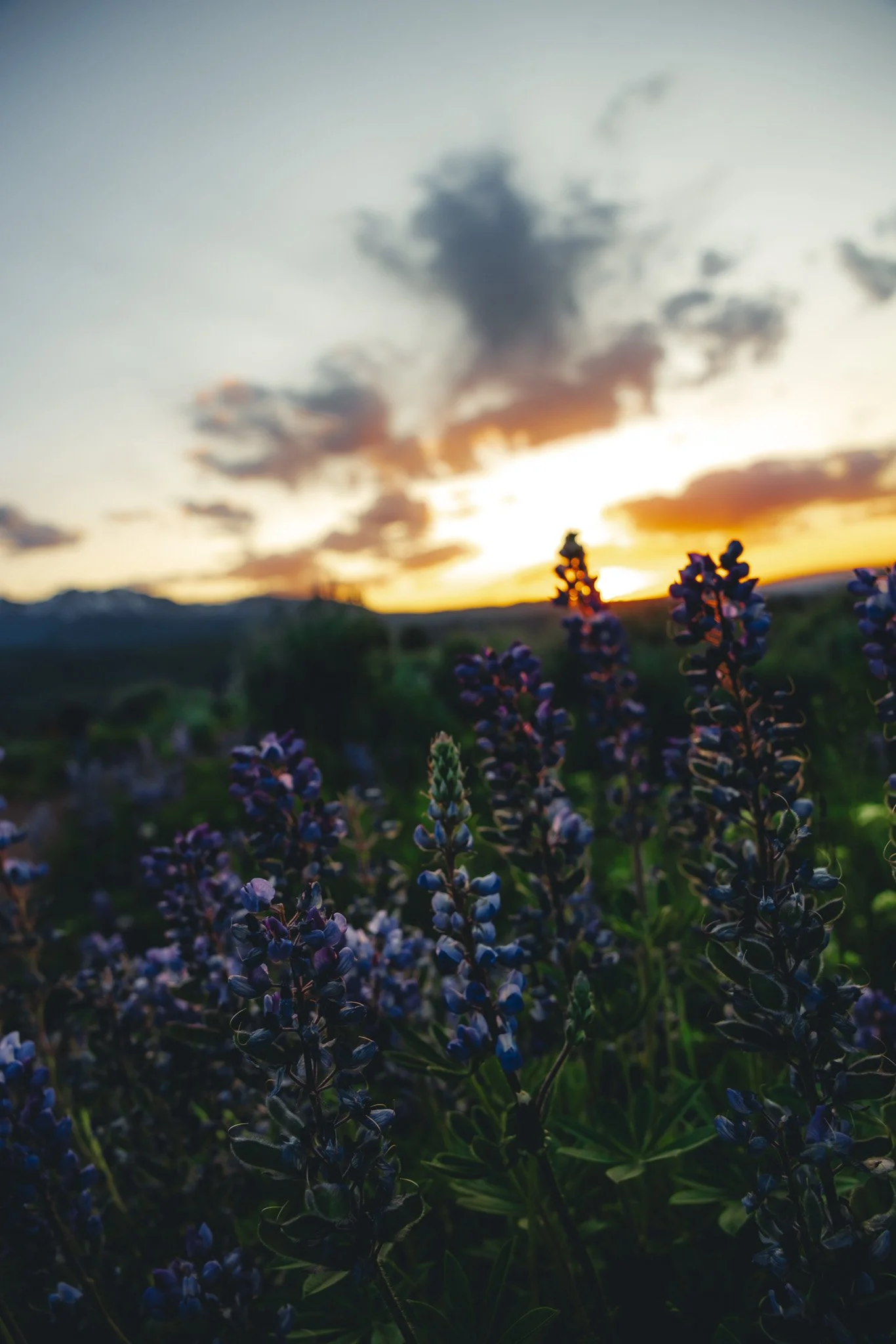 Lupine wildflowers