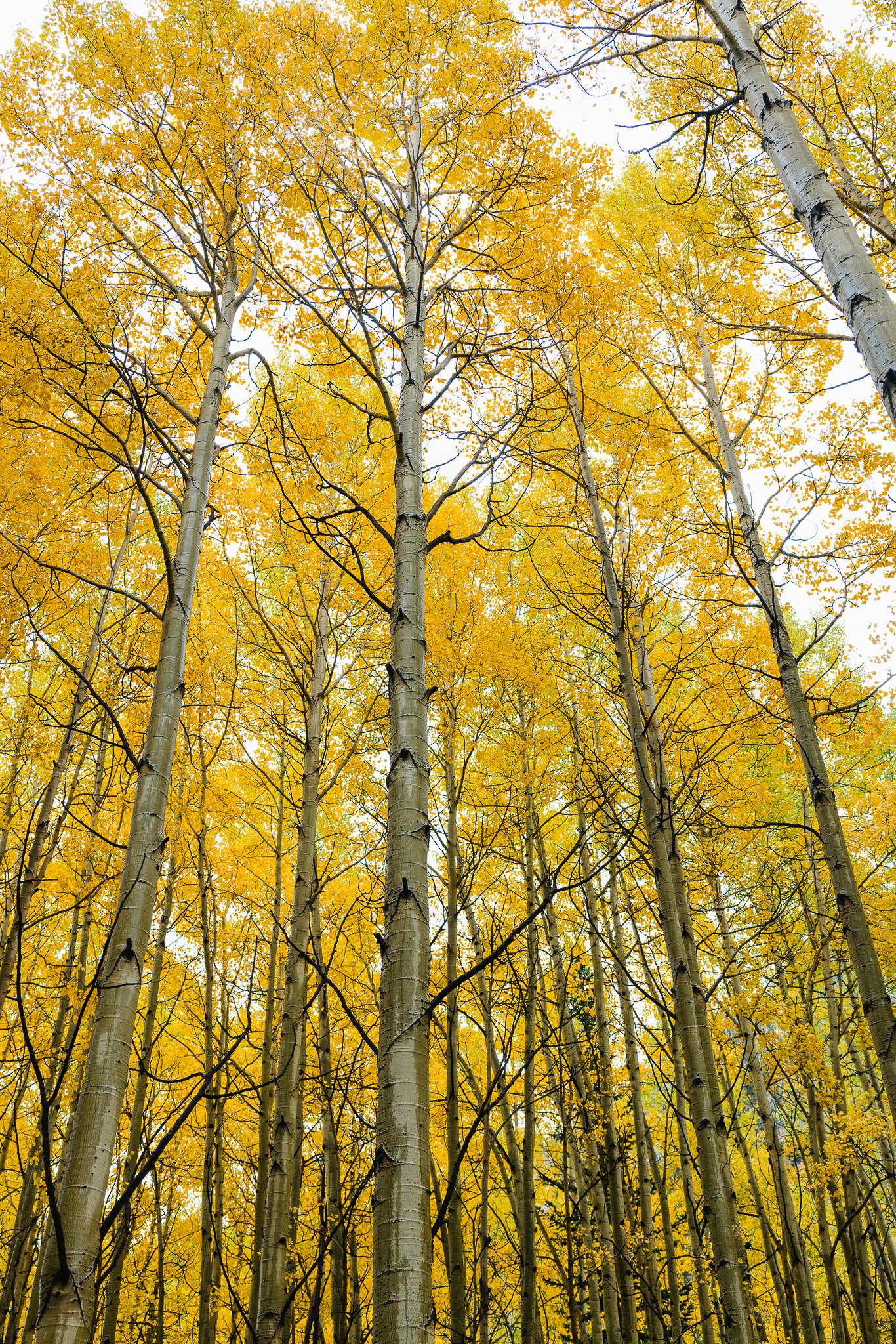 Beautiful fall foliage on the trees