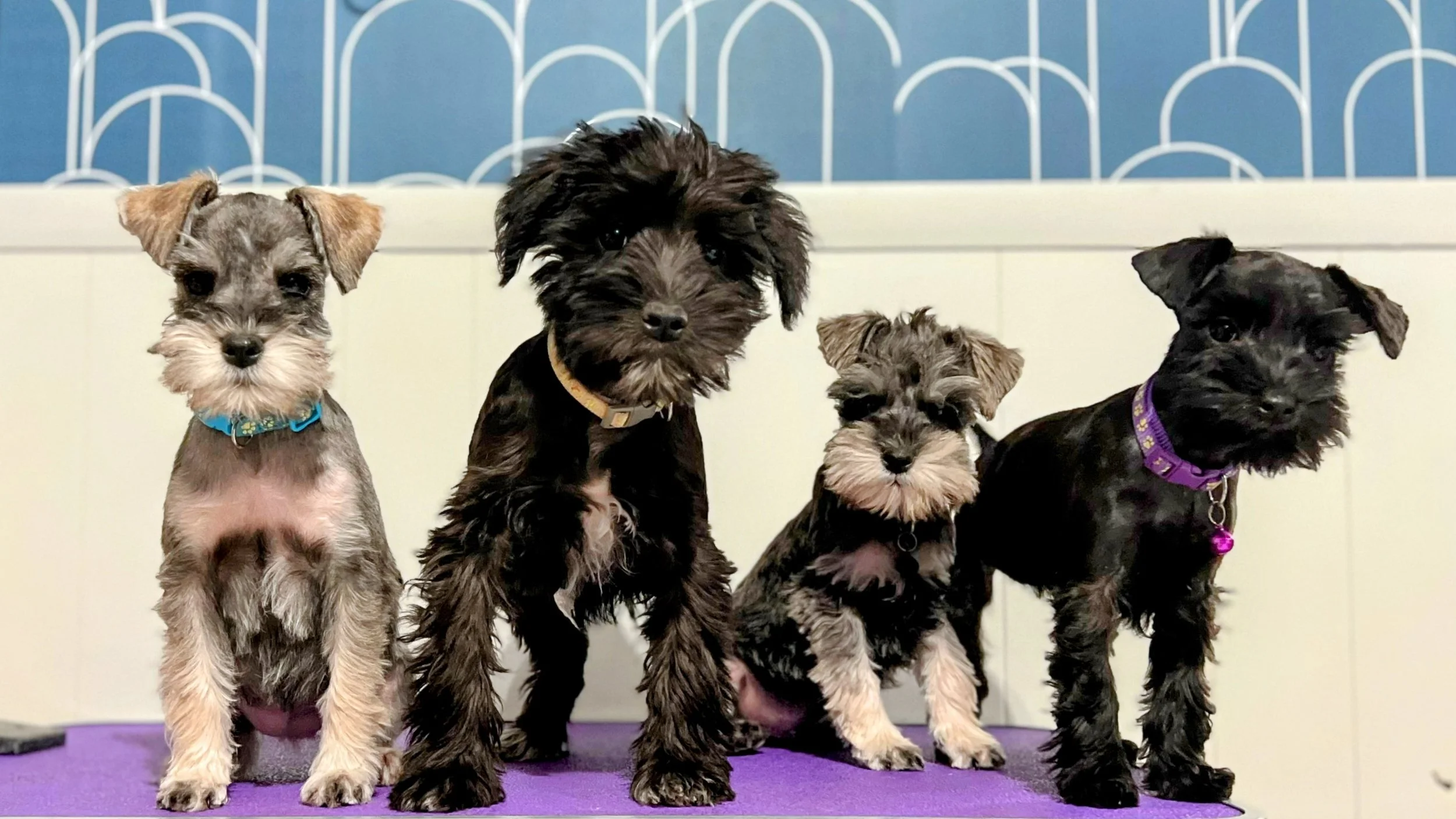Four small puppies sitting on a purple mat in front of a blue and white patterned wall.