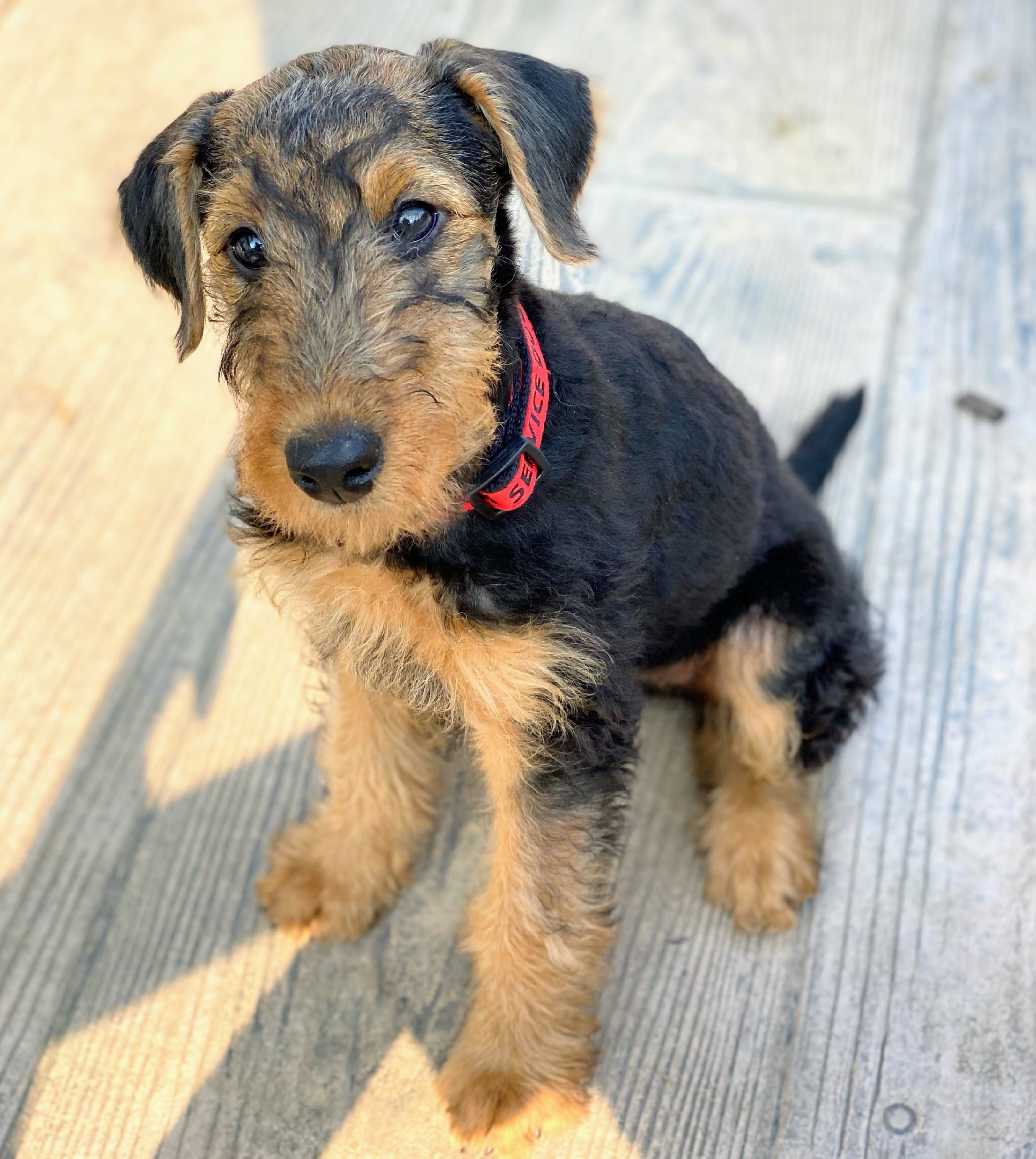 A young black and tan puppy with a scruffy coat sitting on wooden patio, looking up at the camera, wearing a red collar.