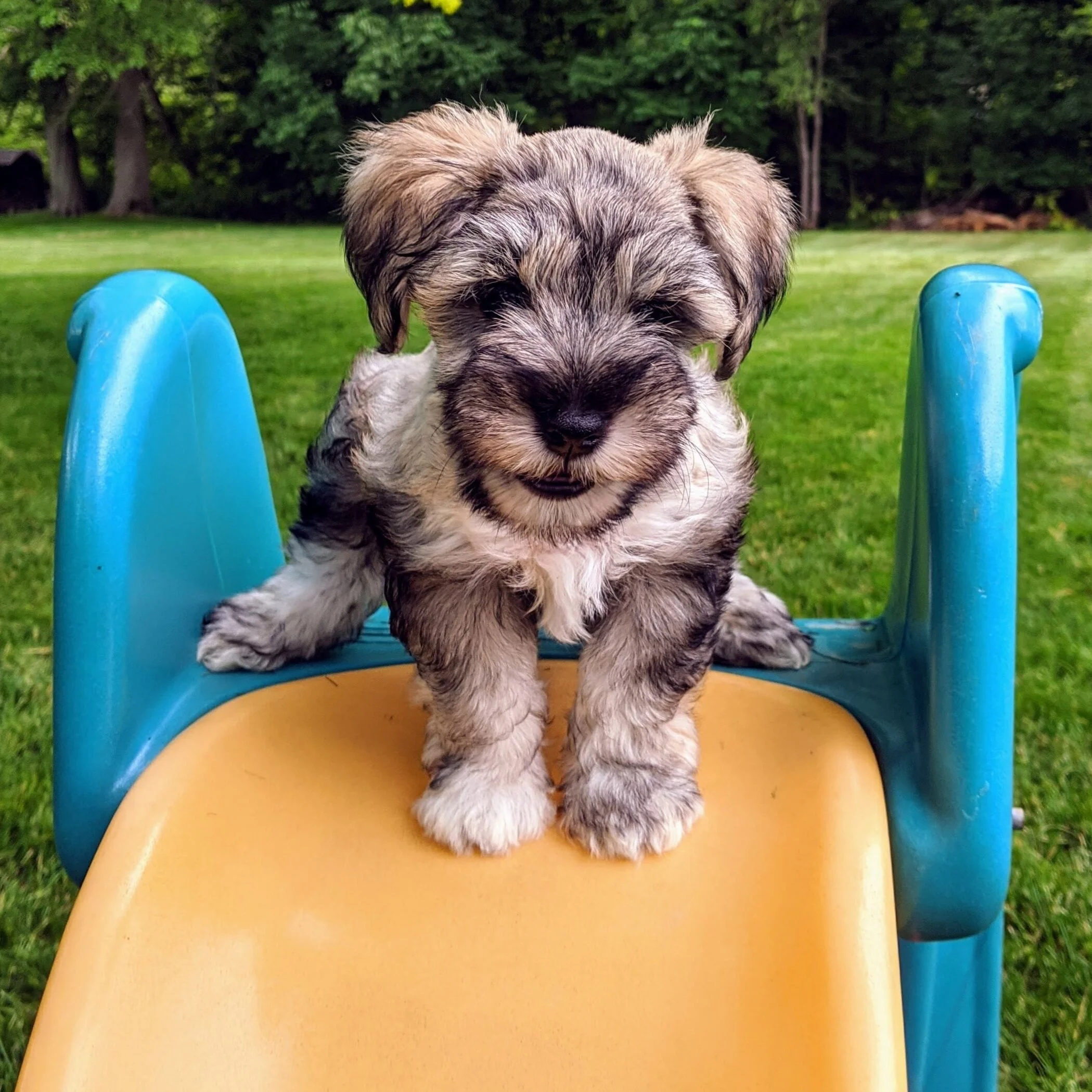 Learn More About Gfck Green Family Companion Schnauzers