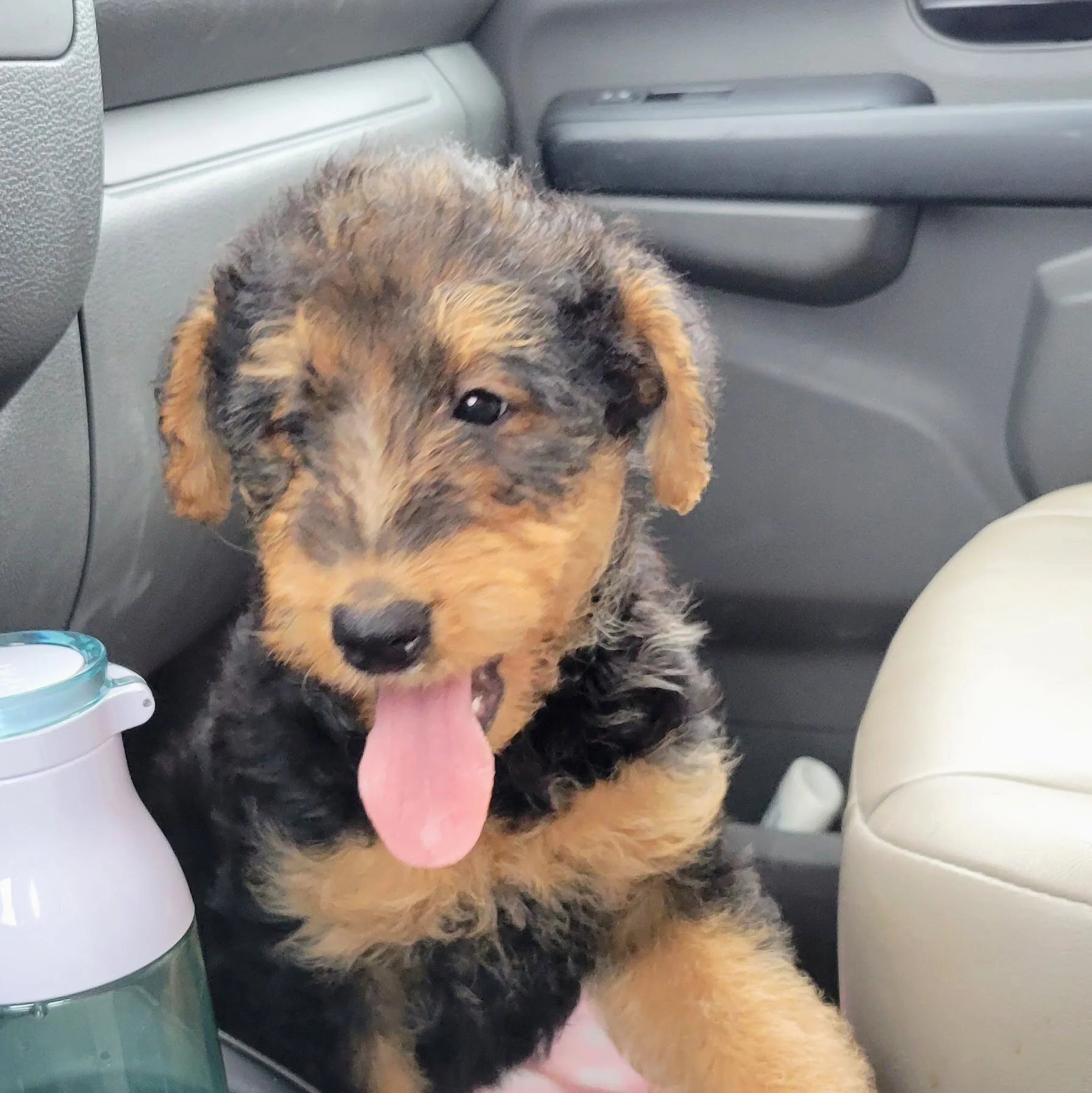 Young puppy with black and tan fur sitting inside a car, tongue out, being transported home.