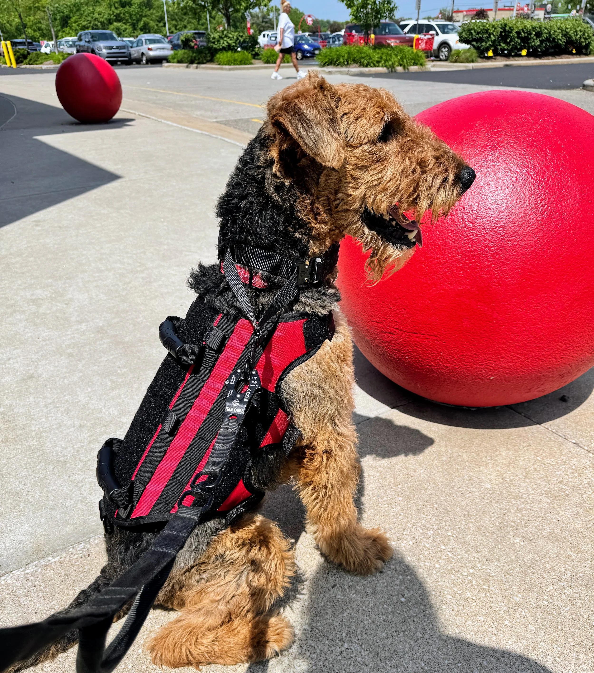 A dog with black and tan fur wearing a working harness vest and leash, sitting next to a large red spherical sculpture outside on a sunny day, with parked cars and people in the background. This is an Airedale Terrier Service Dog at work.