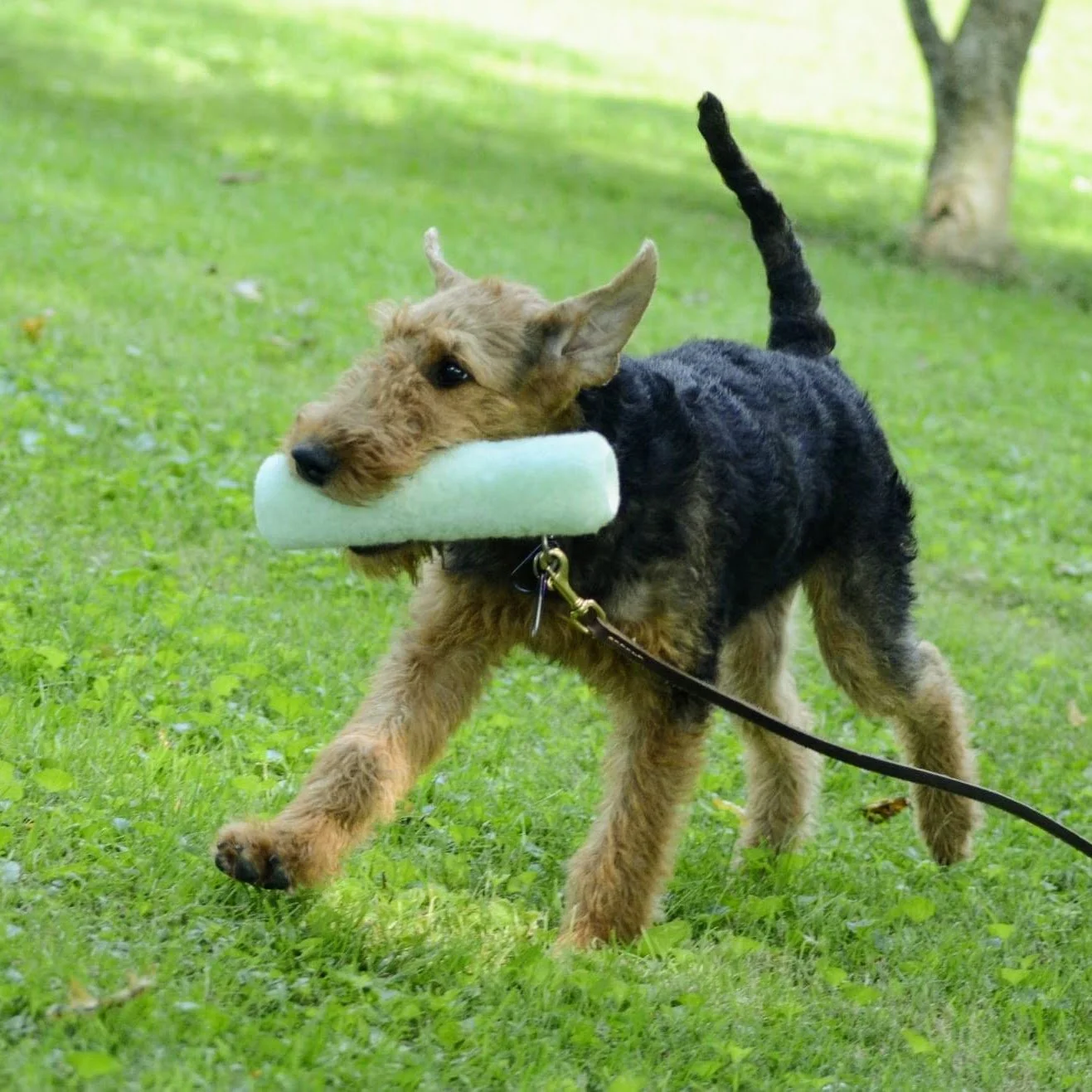 A dog, possibly an Airedale Terrier puppy, playing outdoors on a grassy area with a large white paint roller cover in its mouth. This puppy is doing a hunting instinct test.