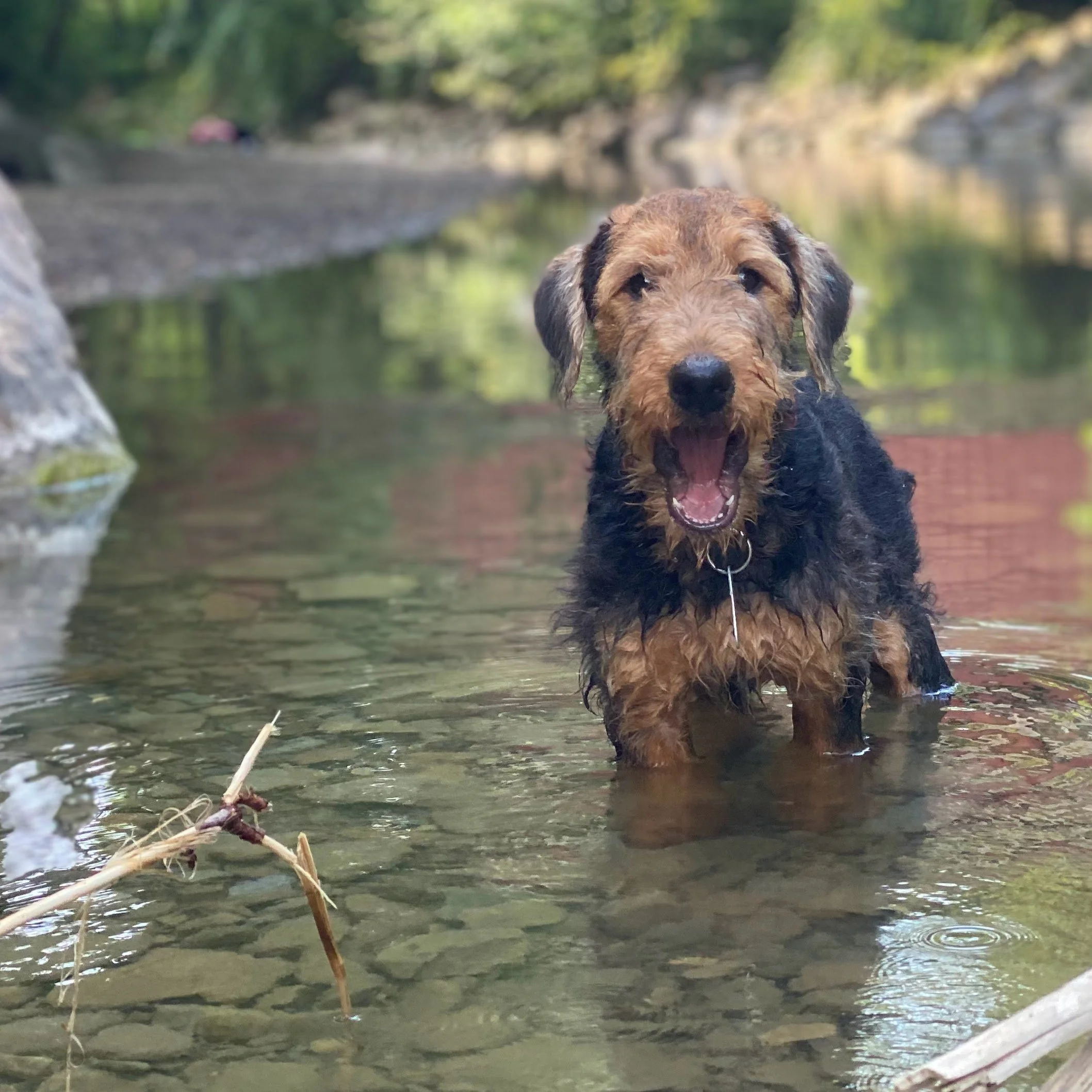 A happy dog standing in a shallow river with an excited expression. This 5 month old ADT pup is experiencing water.