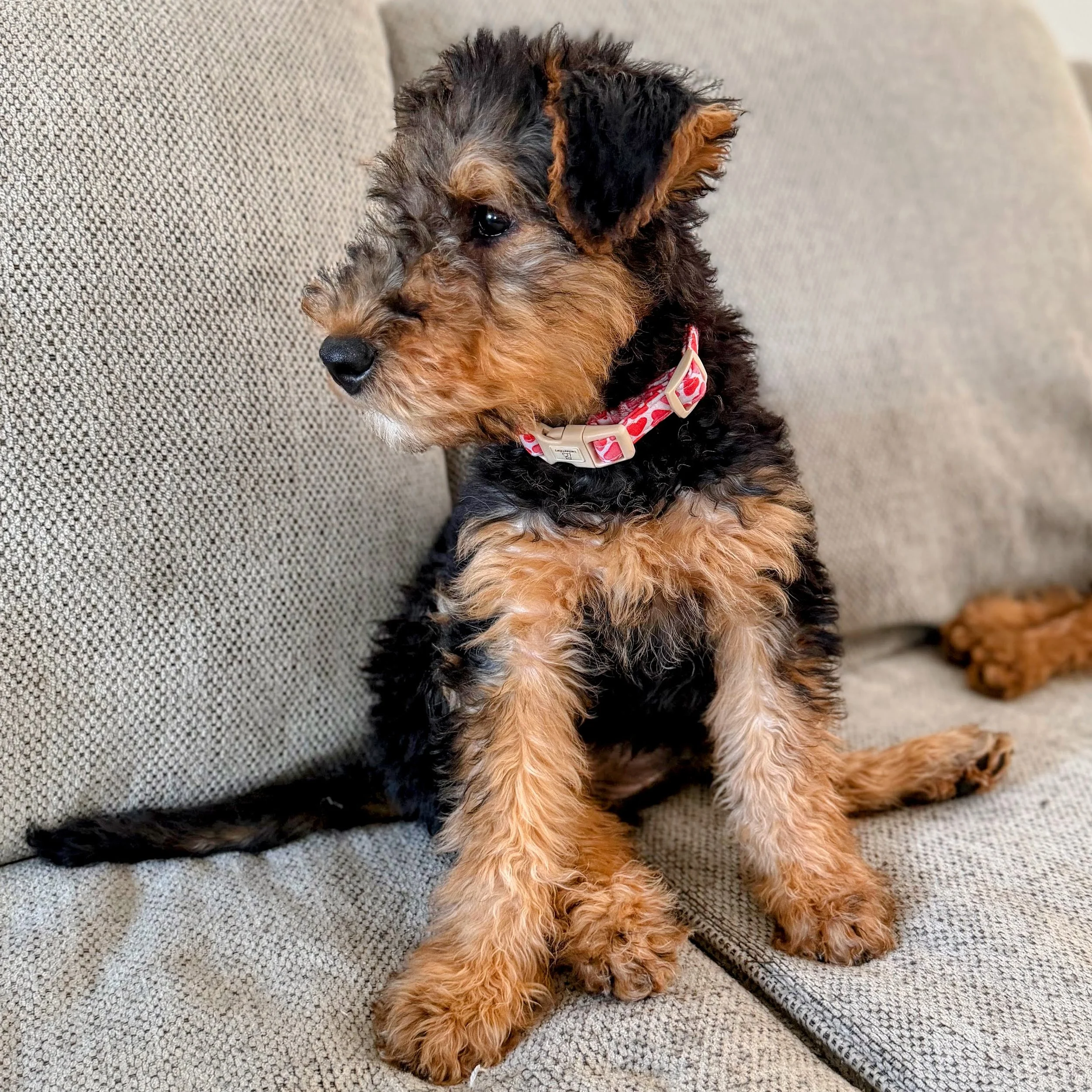 An Airedale puppy sits on a couch facing with her body facing the camera and her attention to the left, showing off her profile. She is wearing a pink heart collar.