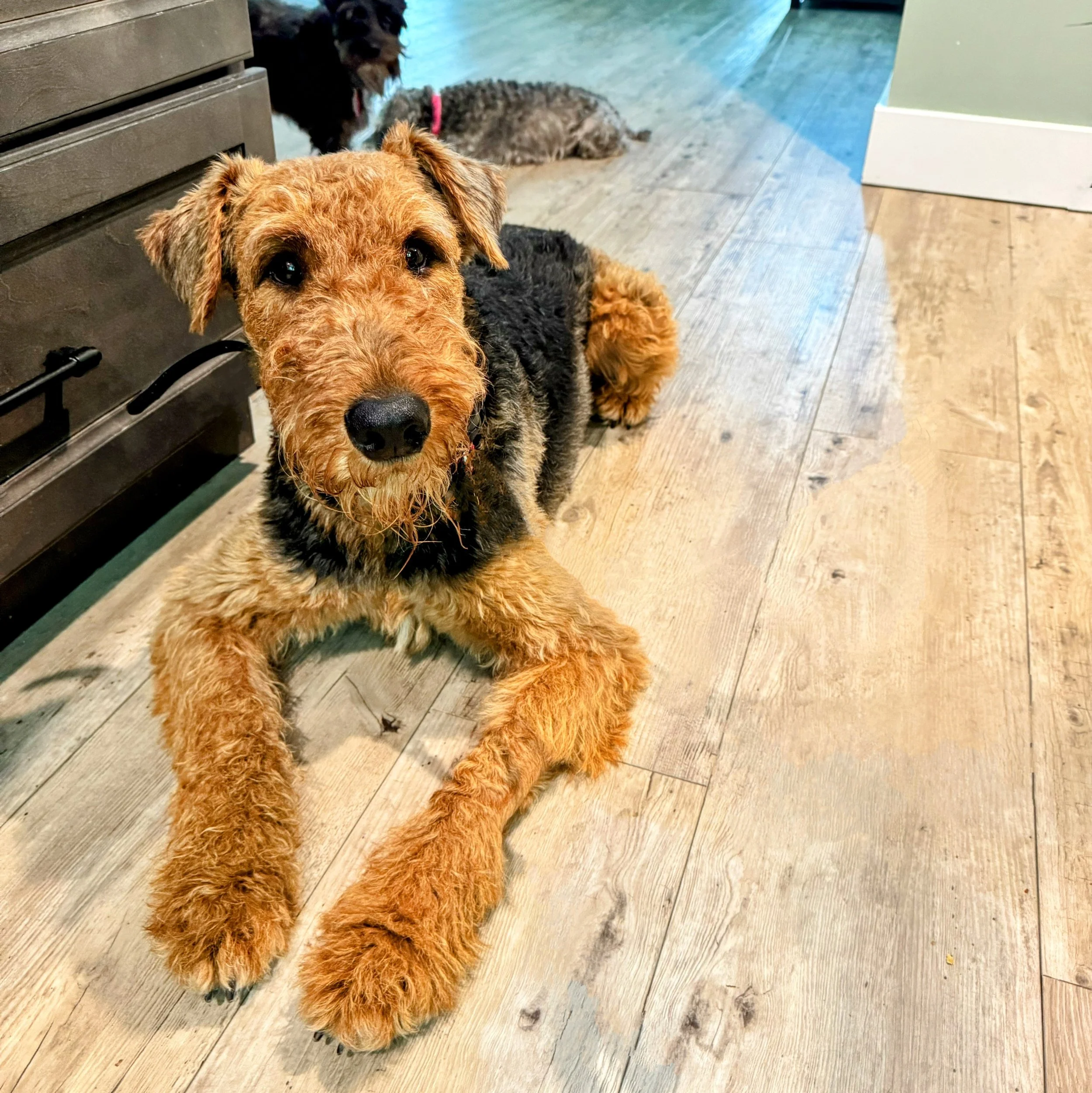 A cute Airedale Terrier with a black and tan coat lying on a wooden floor, looking at the camera. Dog is in a down stay and behaving wonderfully and attentively.