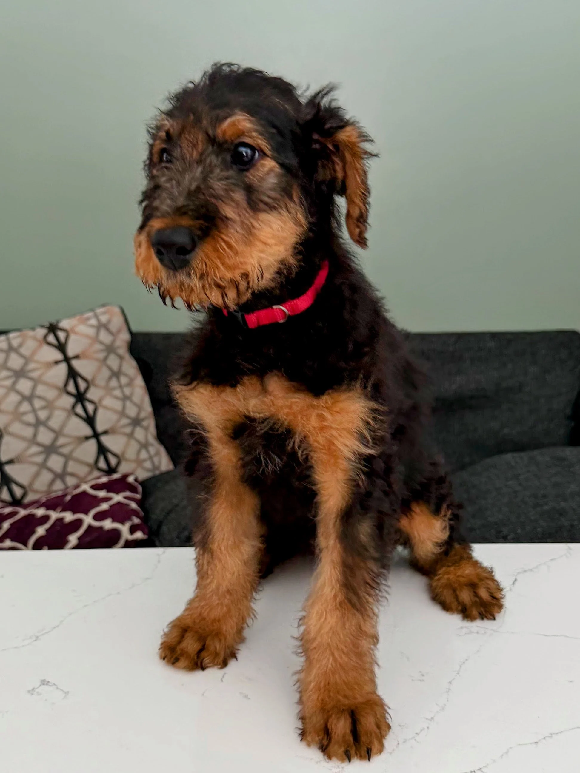 An Airedale Terrier puppy sits on a white marble surface, facing but looking slightly to the left of the camera. The puppy is 9 weeks old and has a red collar.