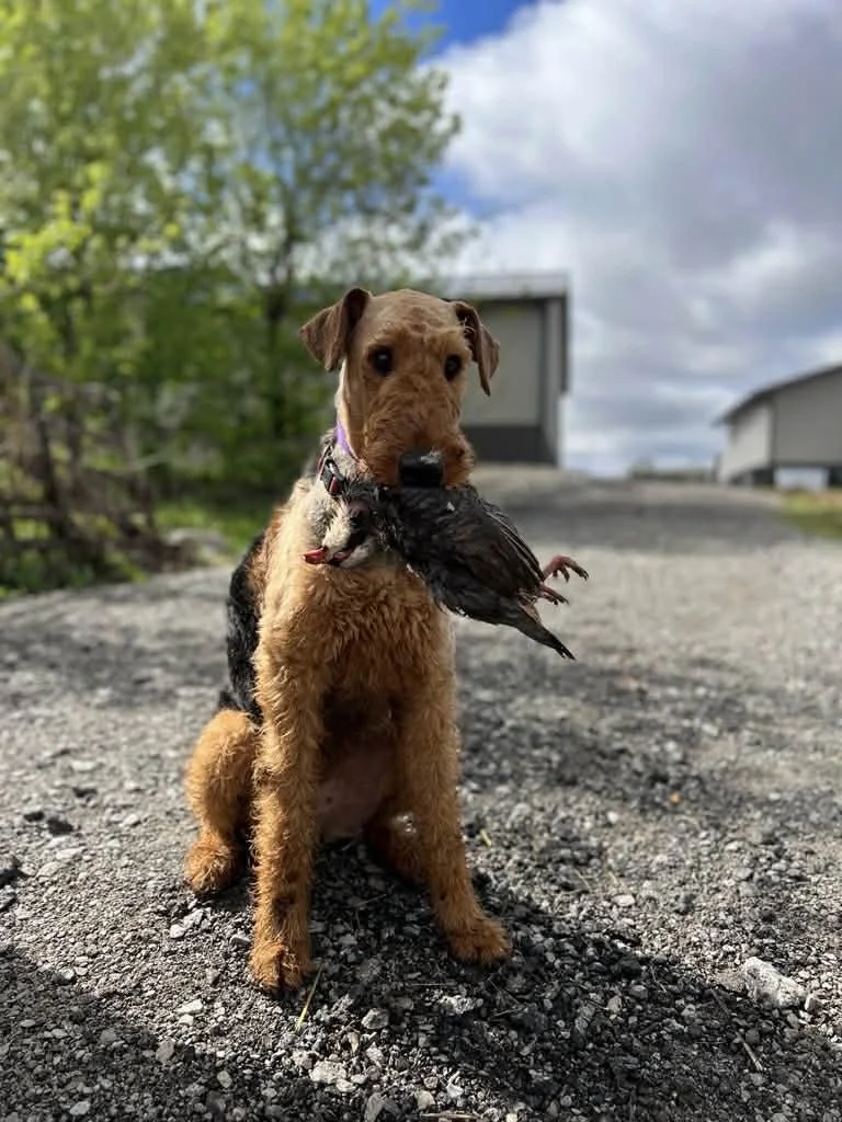 An Airedale Terrier holding a game bird in its mouth outdoors on a gravel path, with trees and a white building in the background. the dog has hunted the bird.