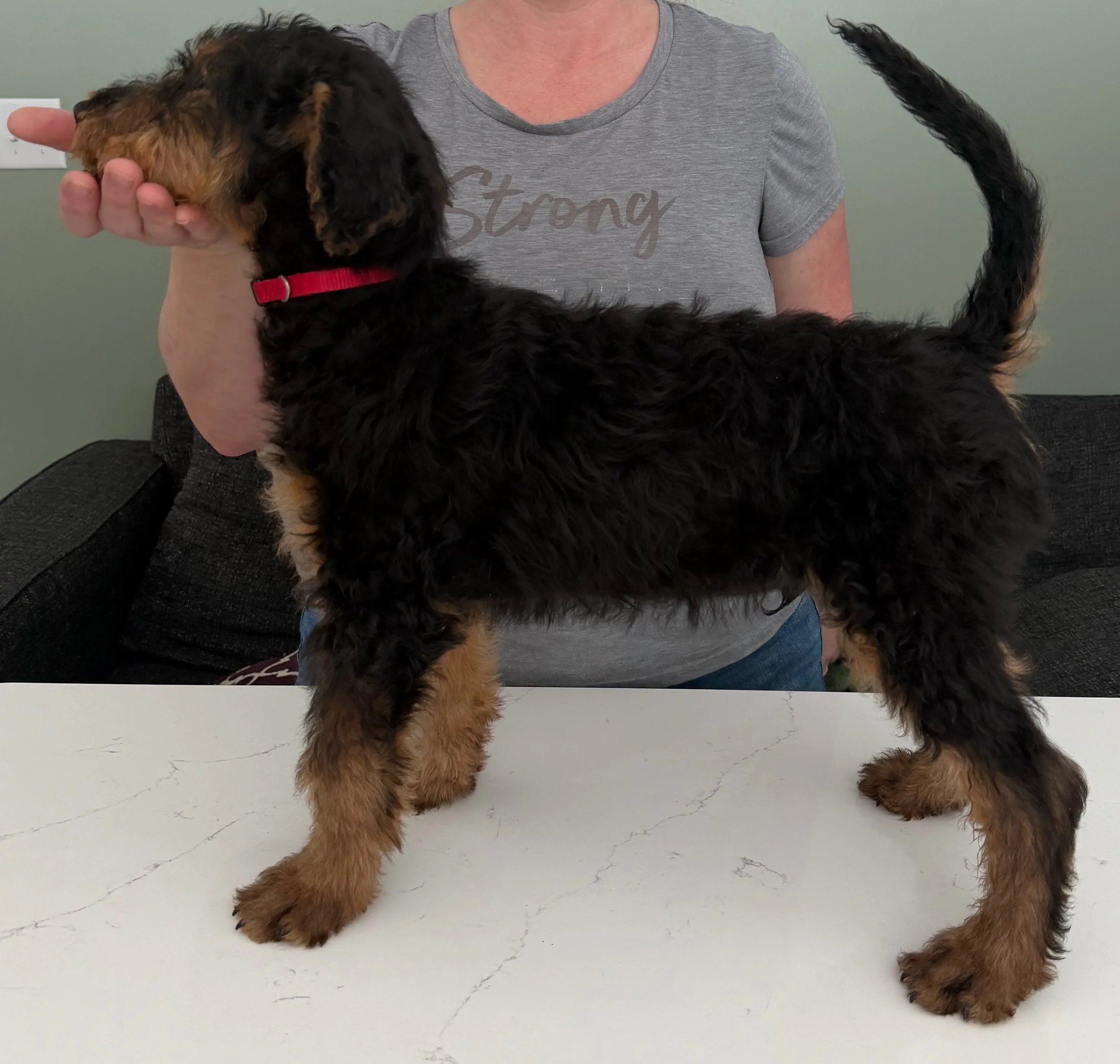 An Airedale Terrier puppy stands on display in a stacked position on a counter in front of a woman, who has her hand out for the puppy to rest its chin on.