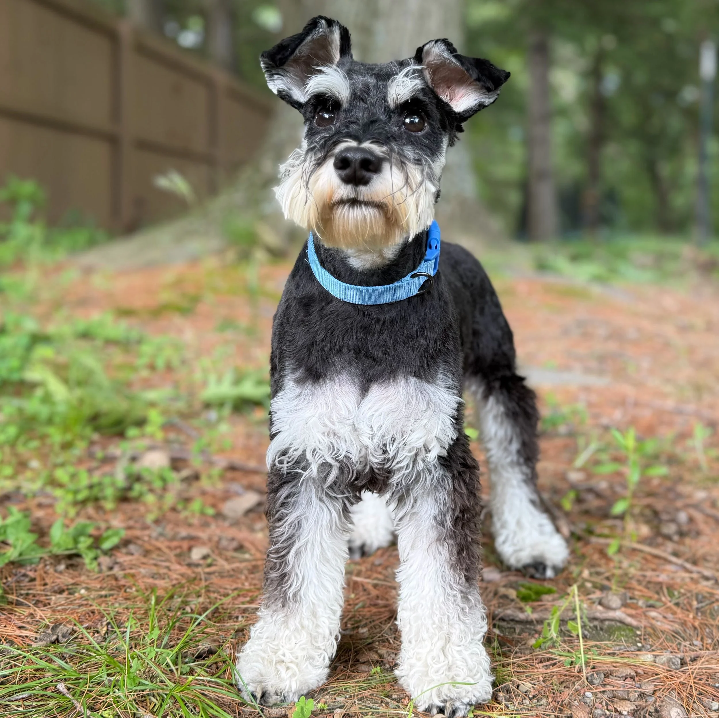 A bright-eyed black and silver Miniature Schnauzer stands outdoors in nature and looks into the eyes of the photographer
