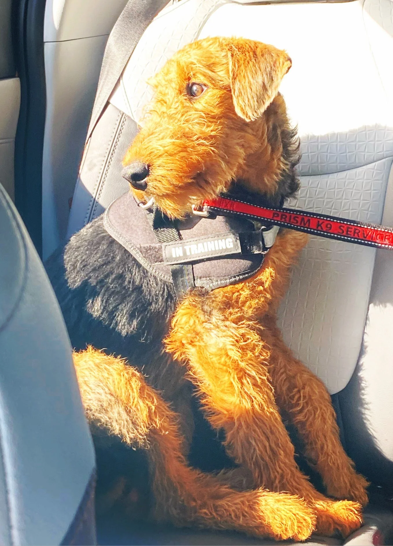 An Airedale Terrier sitting on a car seat, wearing a service dog vest marked 'IN TRAINING' and a red leash labeled 'PRISM K9 SERVICE', looks out the window into the sunshine.