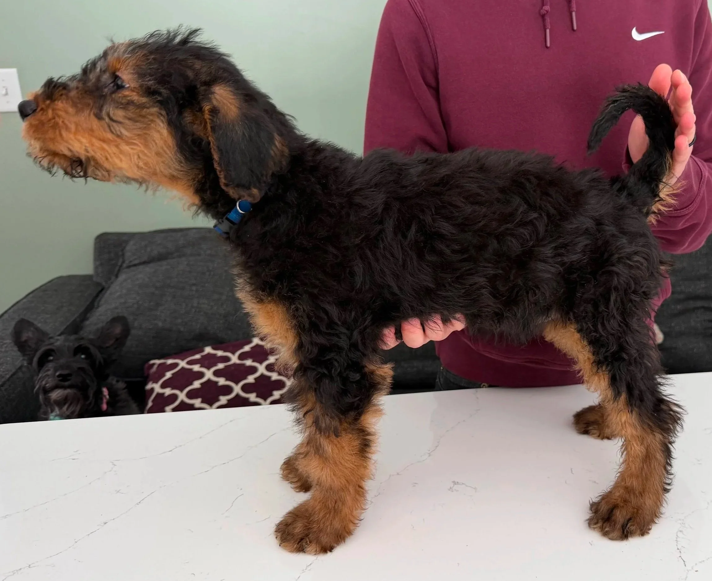 A male Airedale Terrier puppy with a blue collar faces toward the left, standing on a surface in stacked position, with a person's hand gently under the pup's abdomen. 
