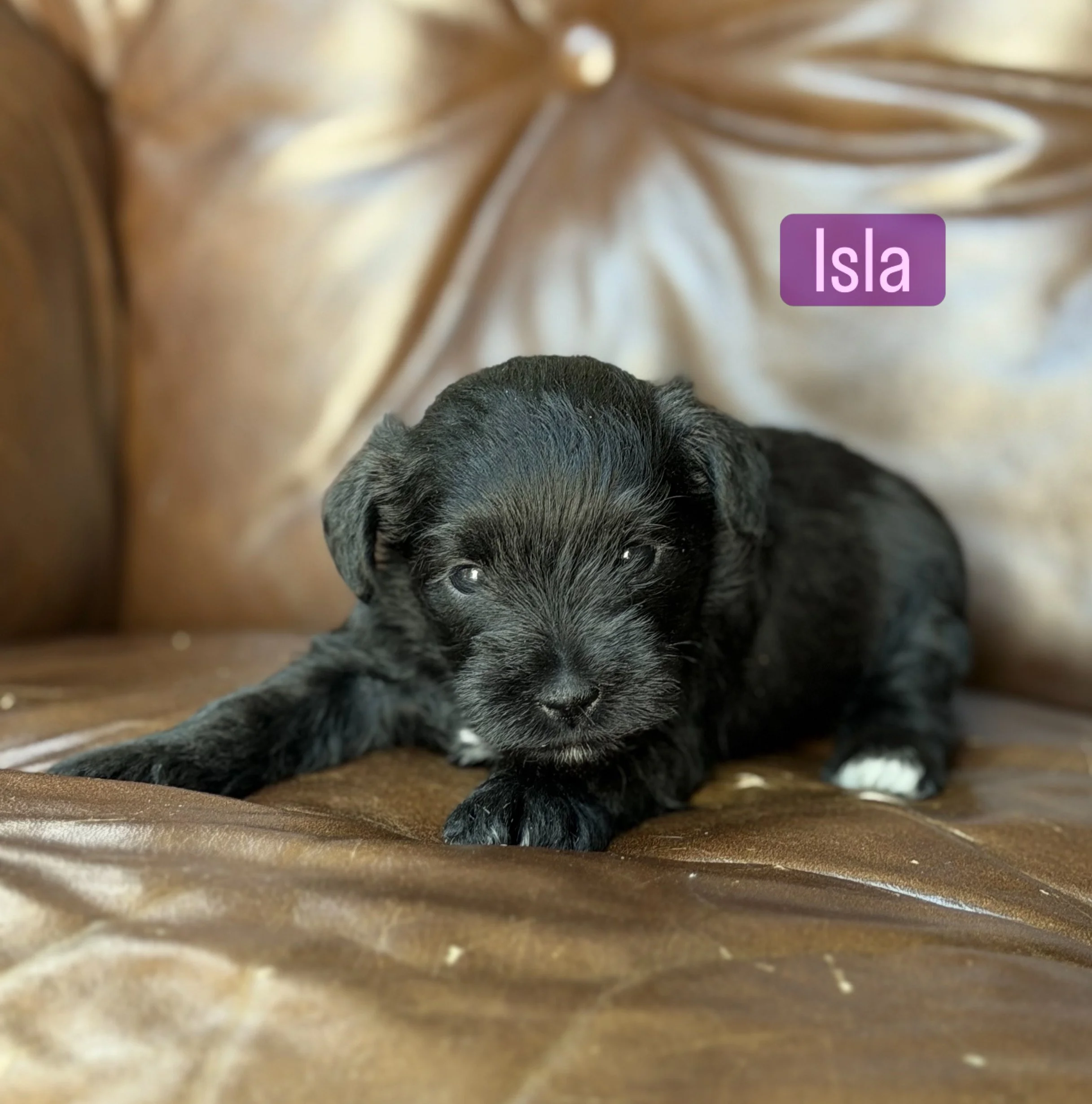 A young black puppy with white markings lays down on a brown leather chair. There is a name label that says Isla.