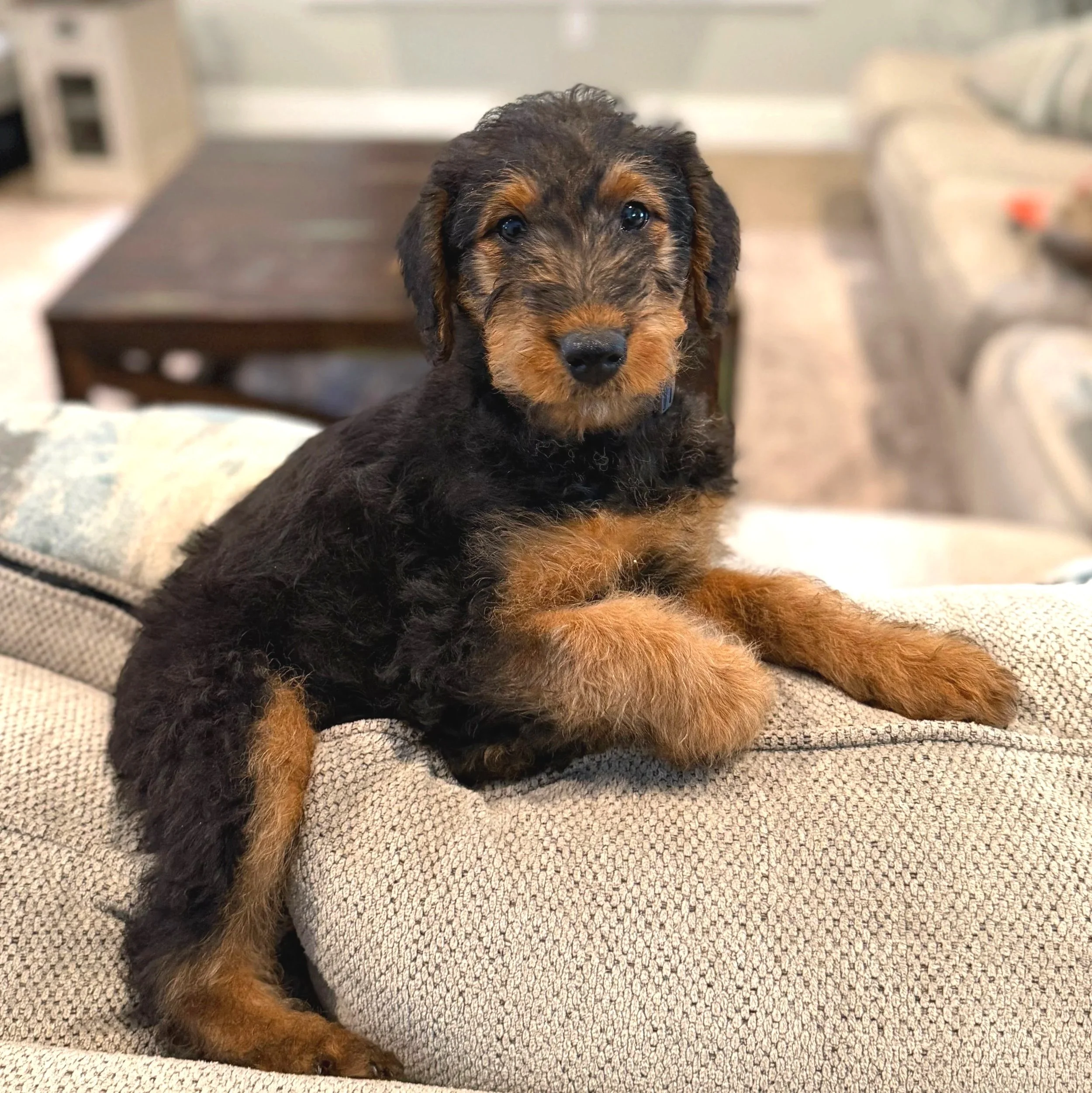 An Airedale Terrier puppy looks at the camera while lounging on the back of a couch. 