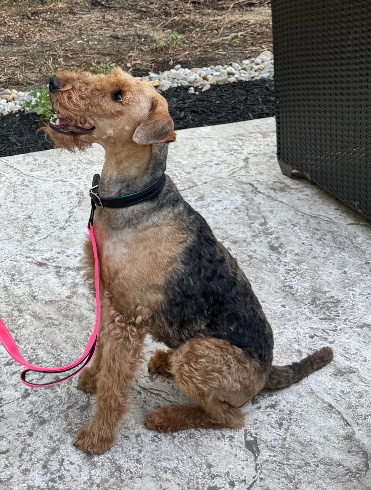An Airedale, a dog with a red-brown coat and black markings, wearing a collar and pink leash, sitting on a concrete patio, looking up to its handler waiting for instructions attentively. 