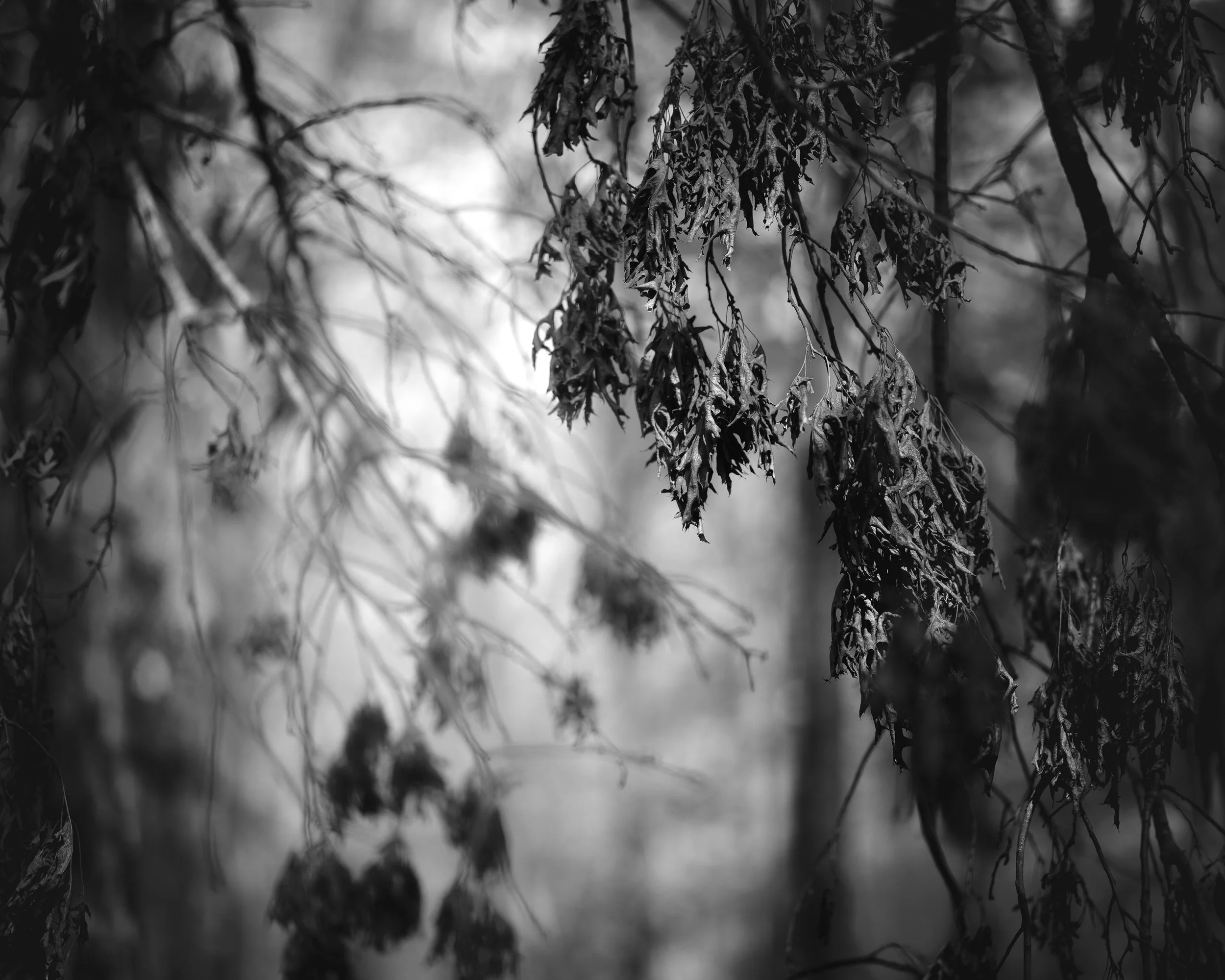 Shapeless, 4/19/26