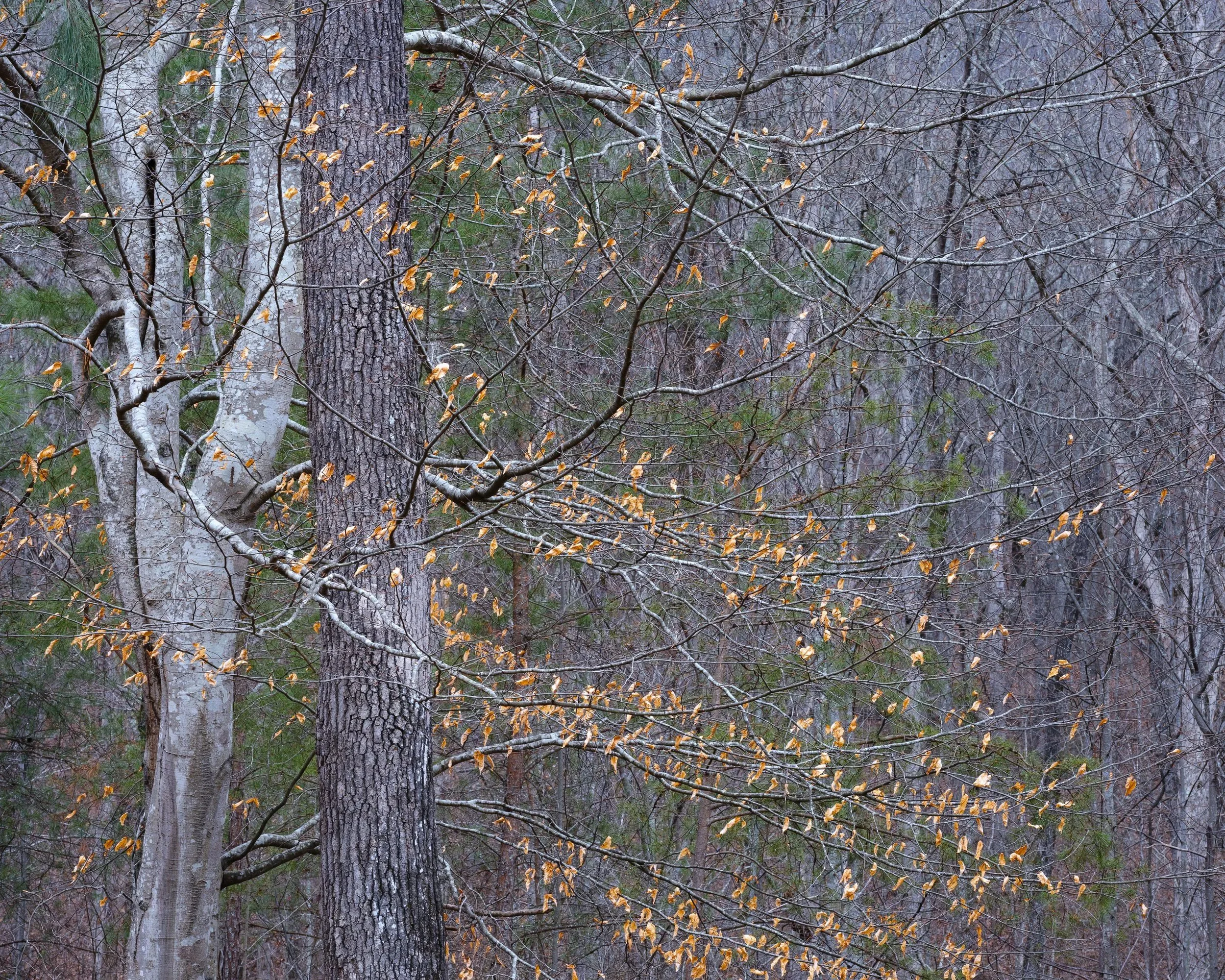 Auto-da-fé, 2/23/26