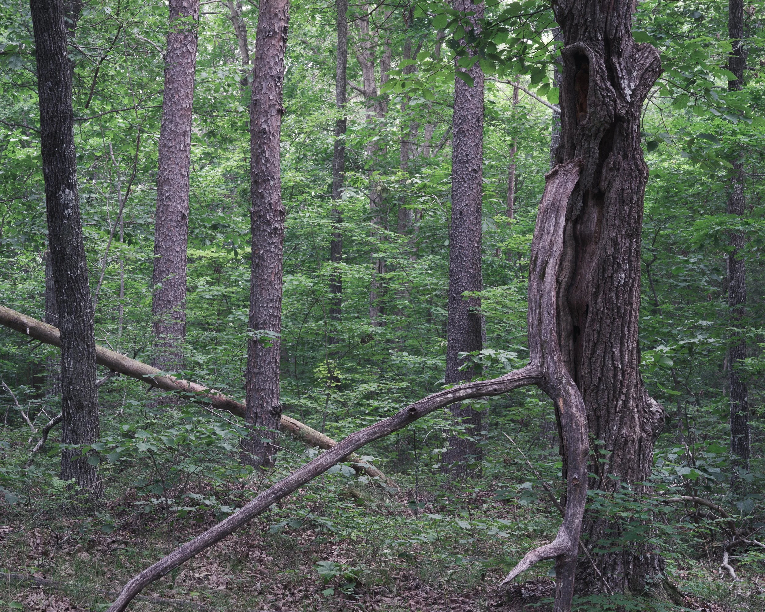 Field Notes, Vol. 19 (Lossless)