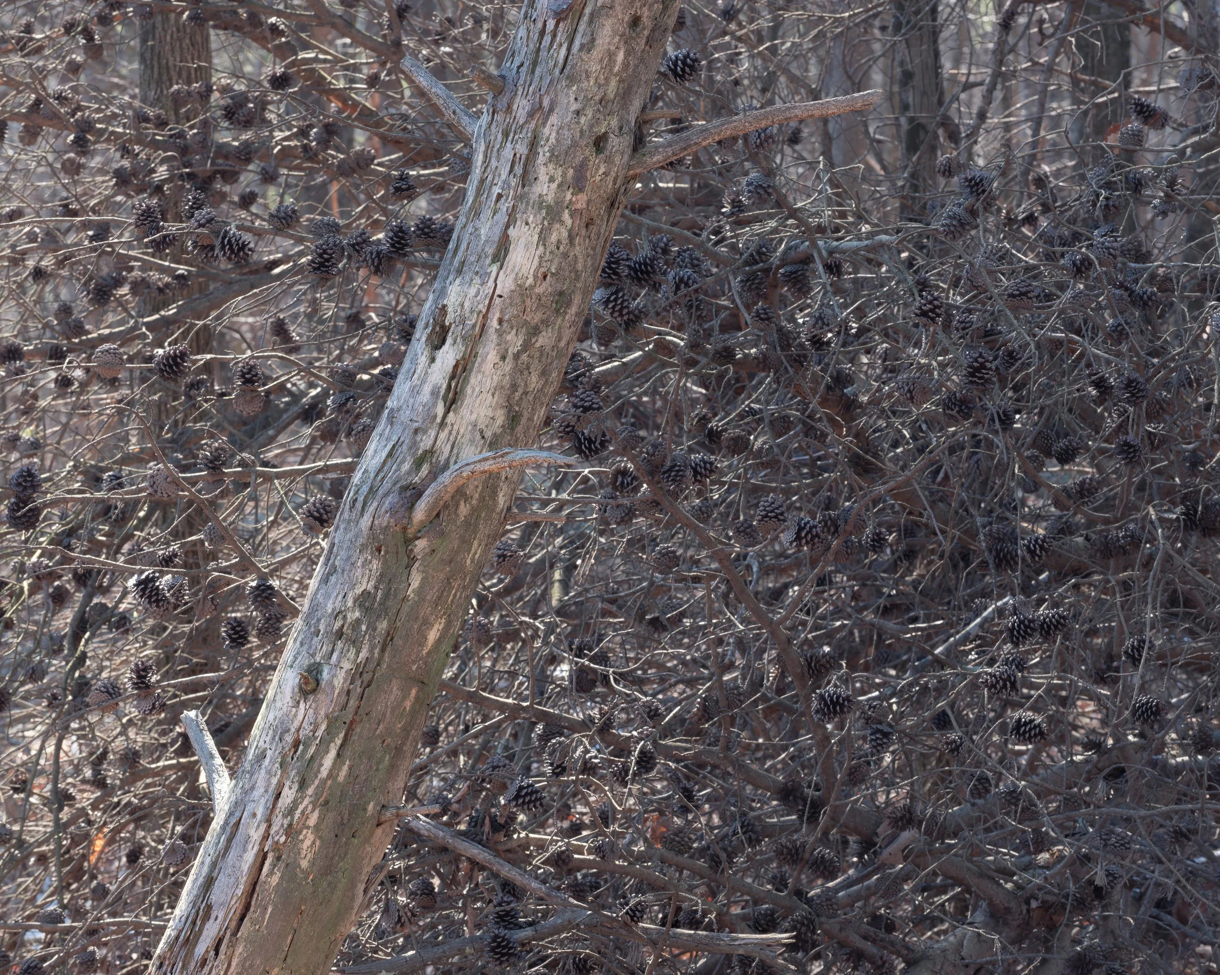 The Upward Cast, 2/1/26