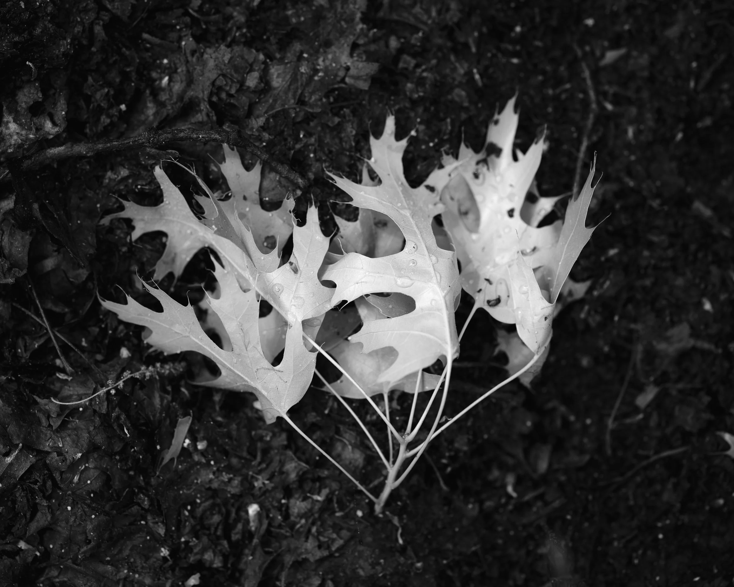 Soil oath, 4-19-26