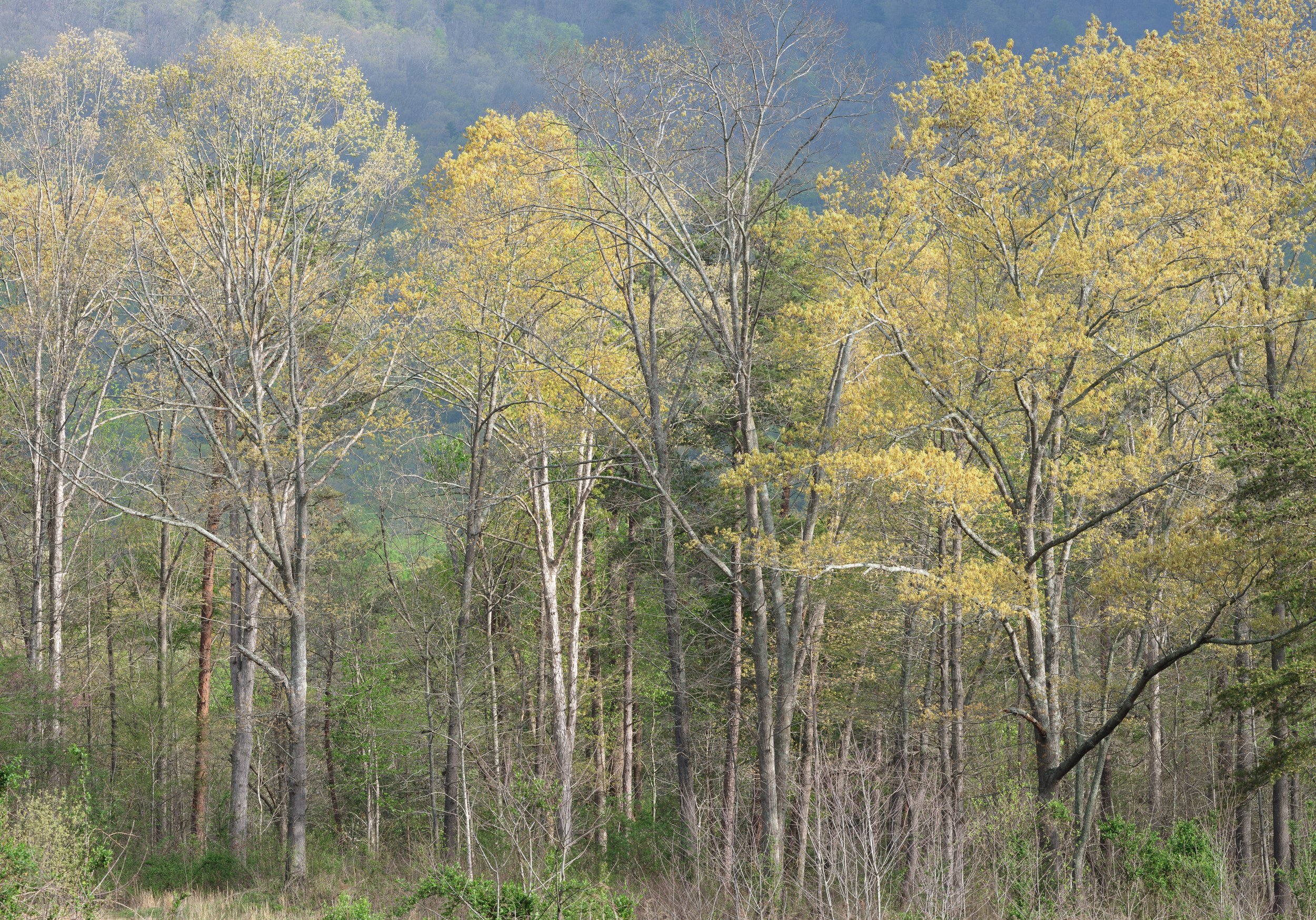 Goldenbriar (1 of 3), 4/4/25
