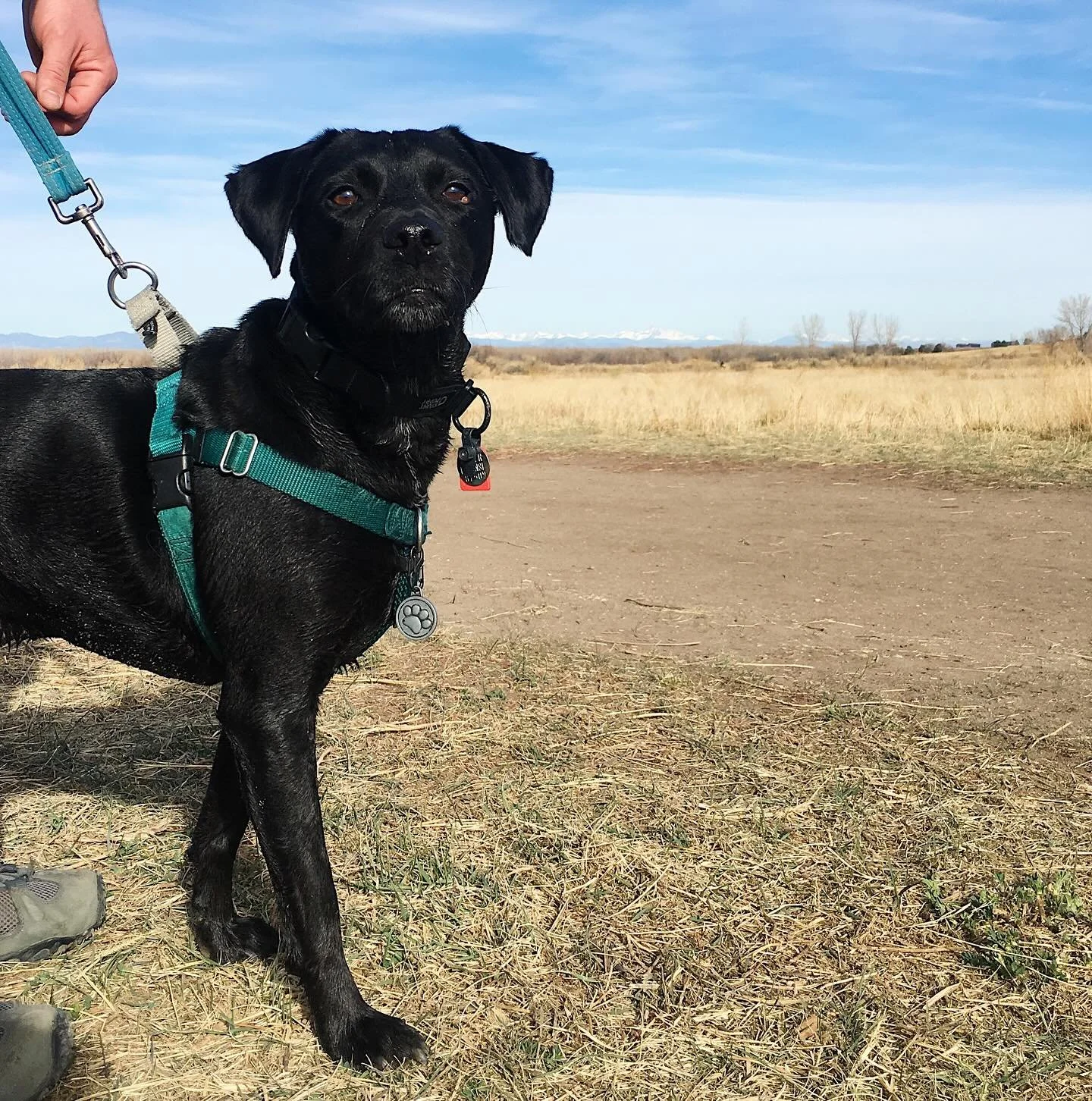 Yesterday we said goodbye to our sweet boy, Jack 🐾 

Jack lived a full and adventurous life. He was the gentlest and most loyal pup our family could have asked for, and all of us were heartbroken to have to say goodbye.

Alex brought Jack on our fir