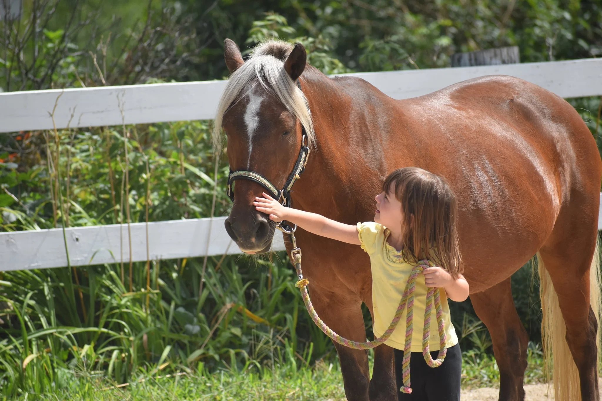 Beginner Horsemanship Week