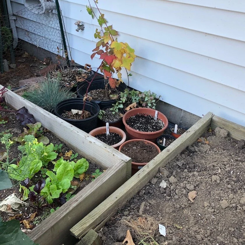 Tucked into a spot behind the vegetable garden,close to the house.